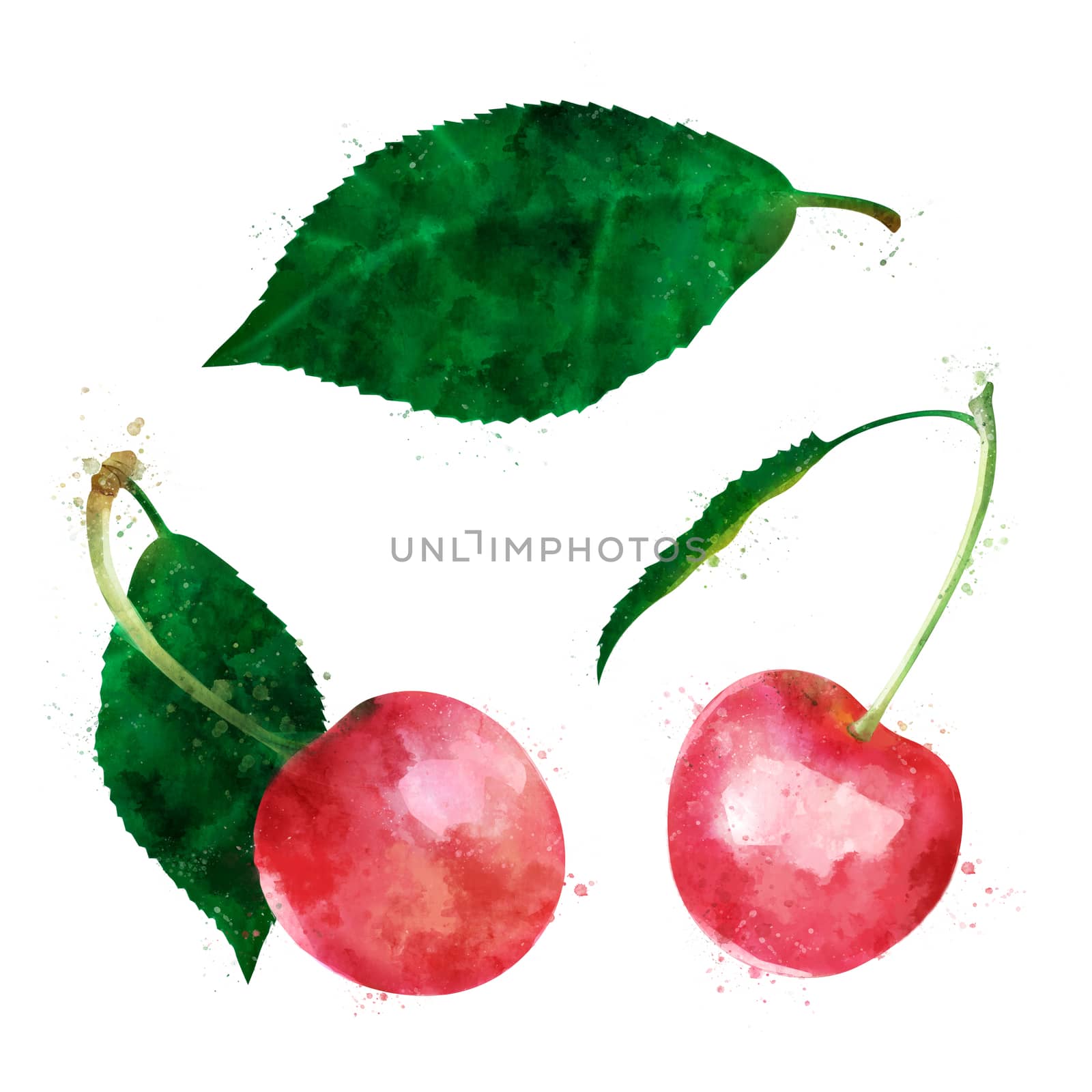 Cherry, isolated hand-painted illustration on a white background