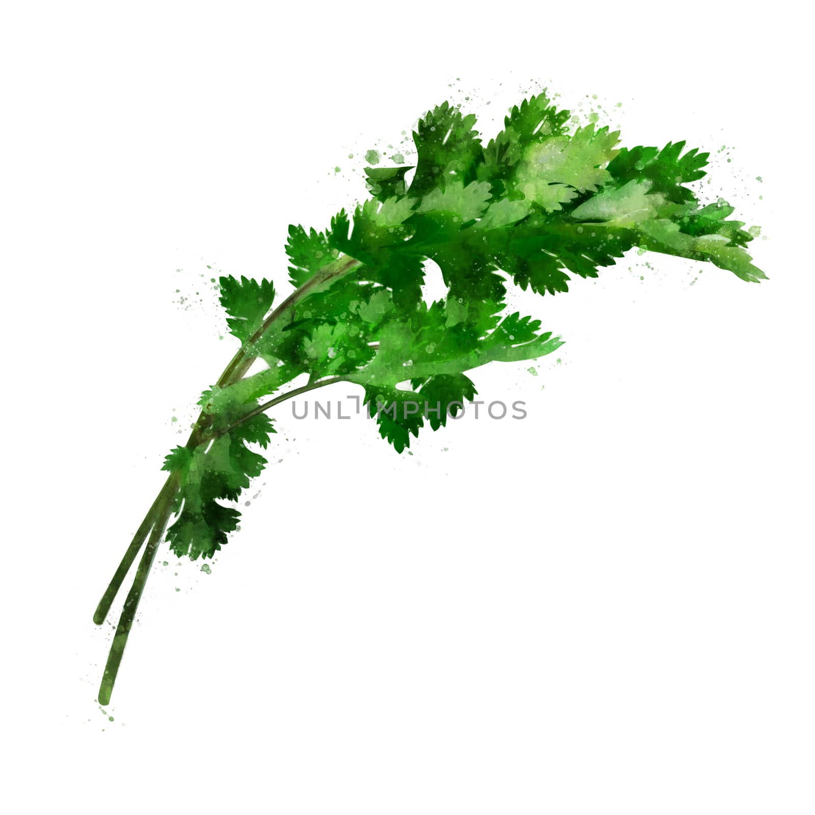 Cilantro on white background. Watercolor illustration by ConceptCafe