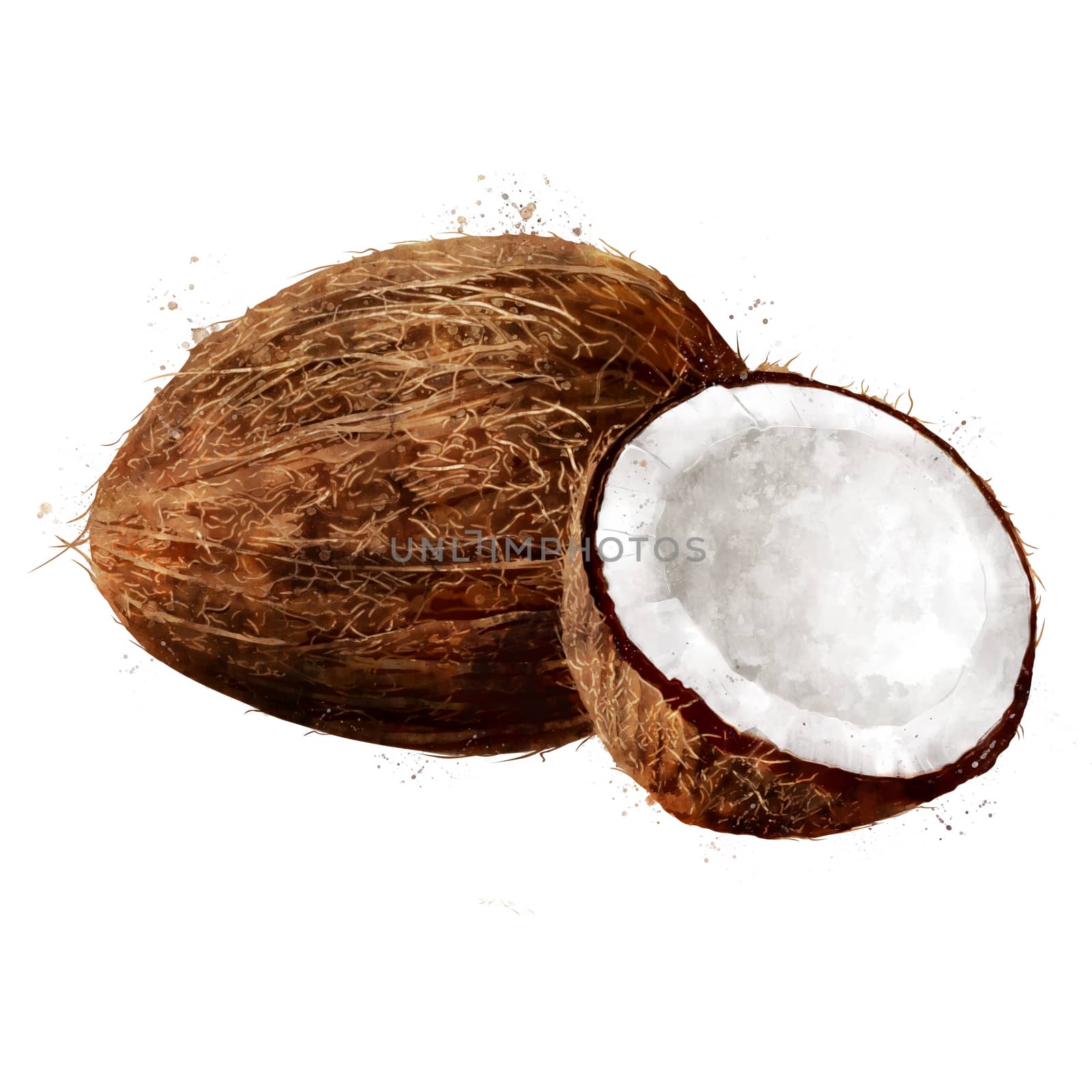 Coconut on white background. Watercolor illustration by ConceptCafe