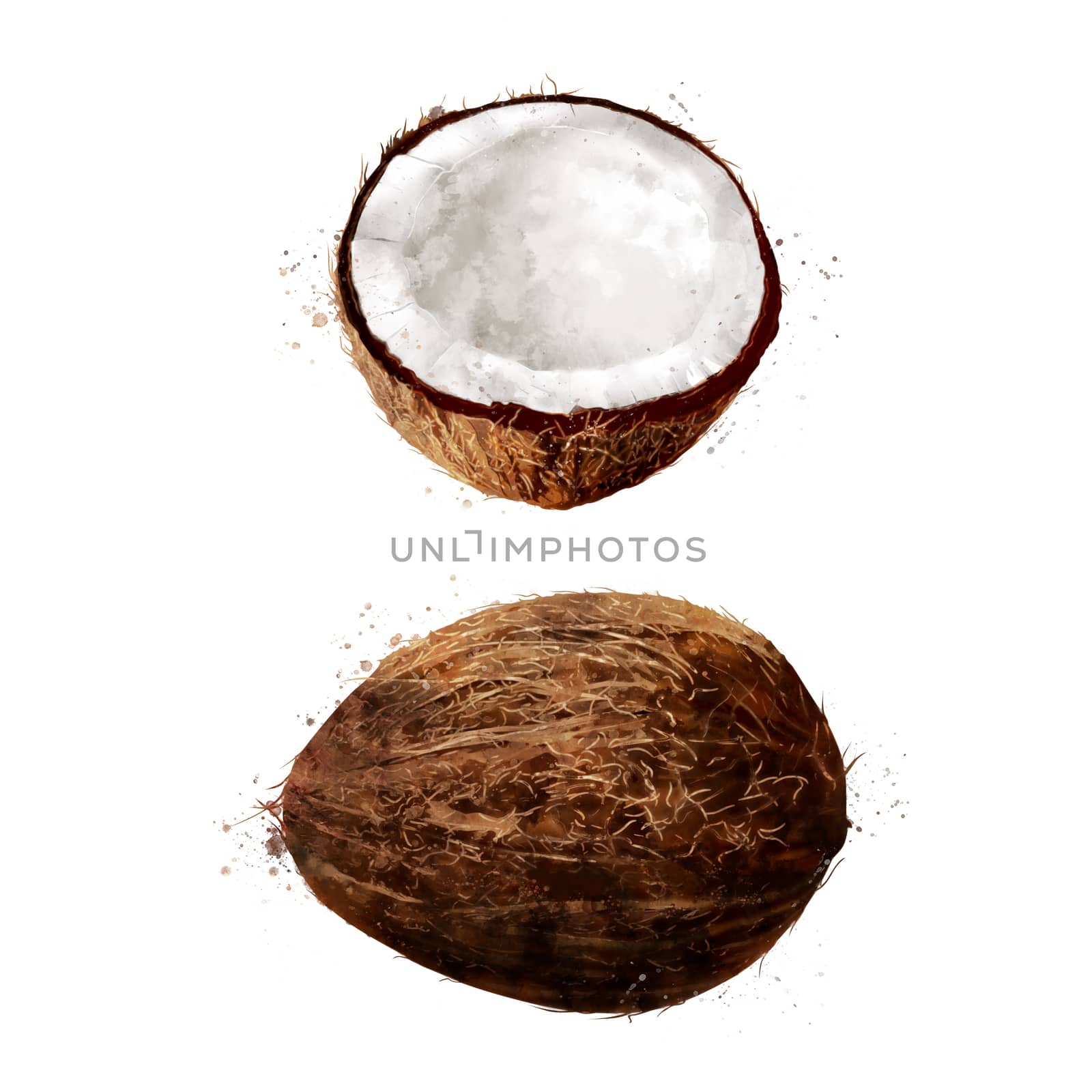 Coconut on white background. Watercolor illustration by ConceptCafe