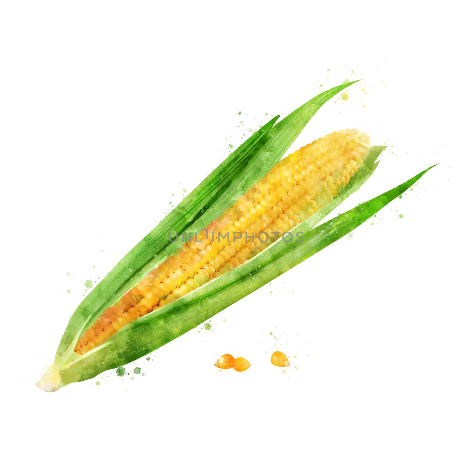 Corn on white background. Watercolor illustration by ConceptCafe