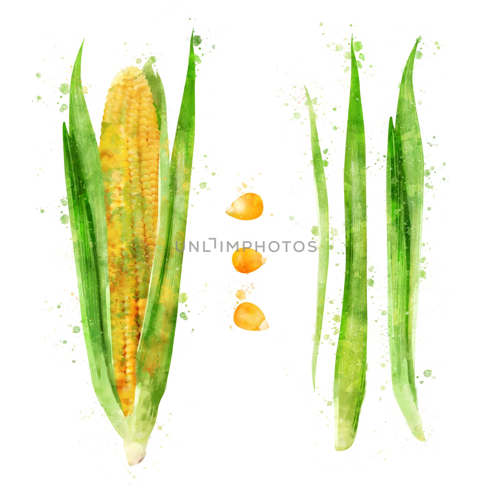 Corn on white background. Watercolor illustration by ConceptCafe