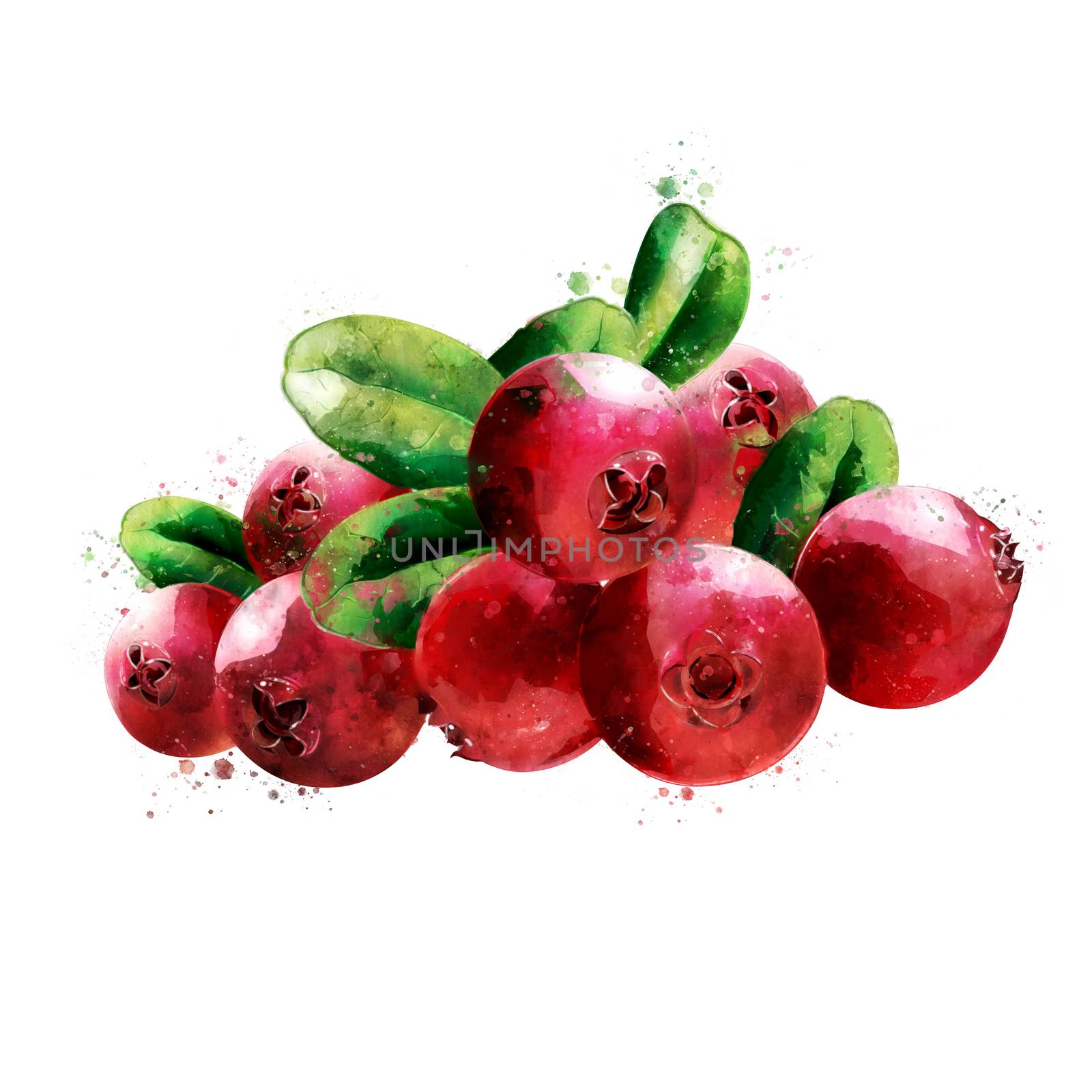 Cranberry, isolated hand-painted illustration on a white background