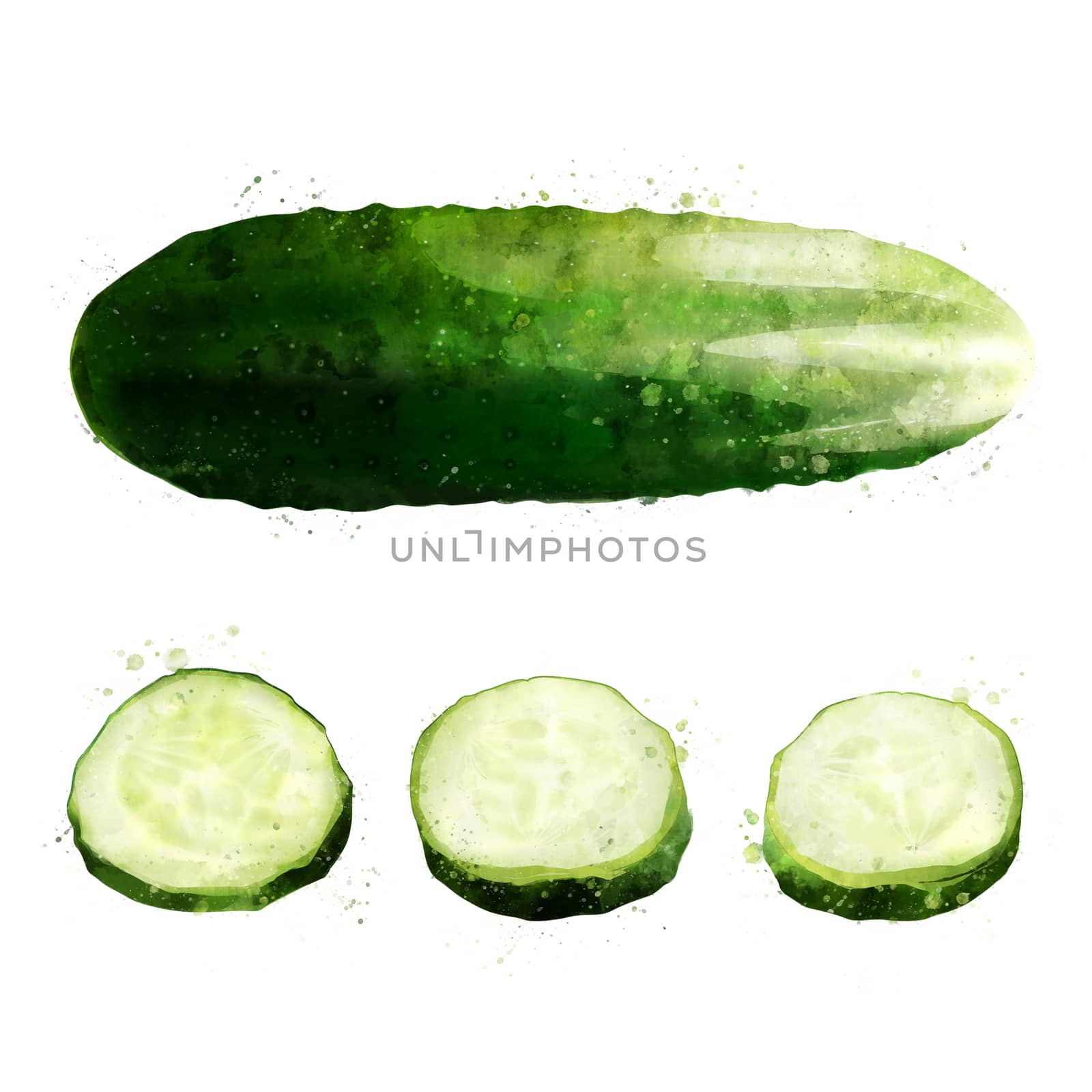 Cucumber on white background. Watercolor illustration by ConceptCafe