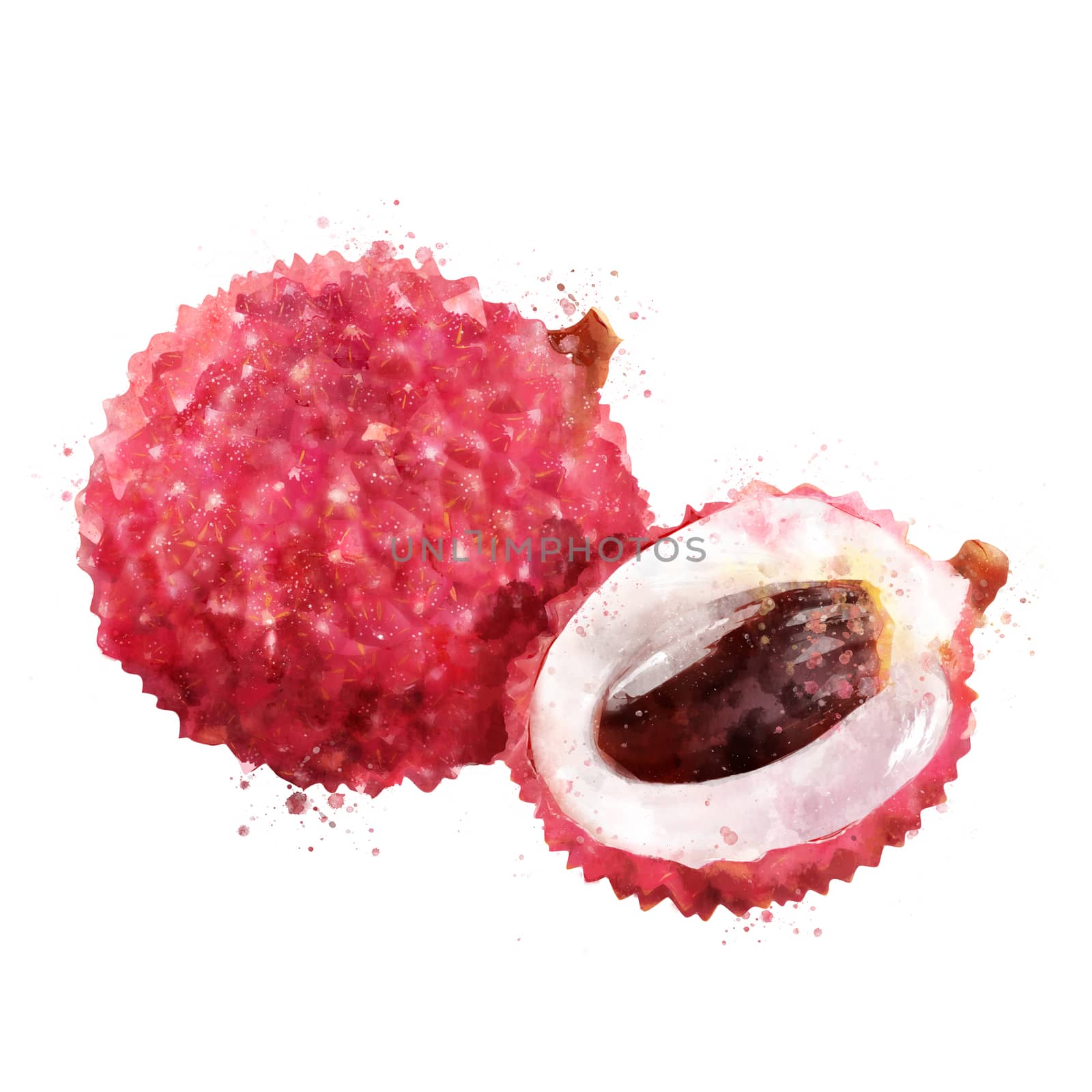 Lichi, isolated hand-painted illustration on a white background