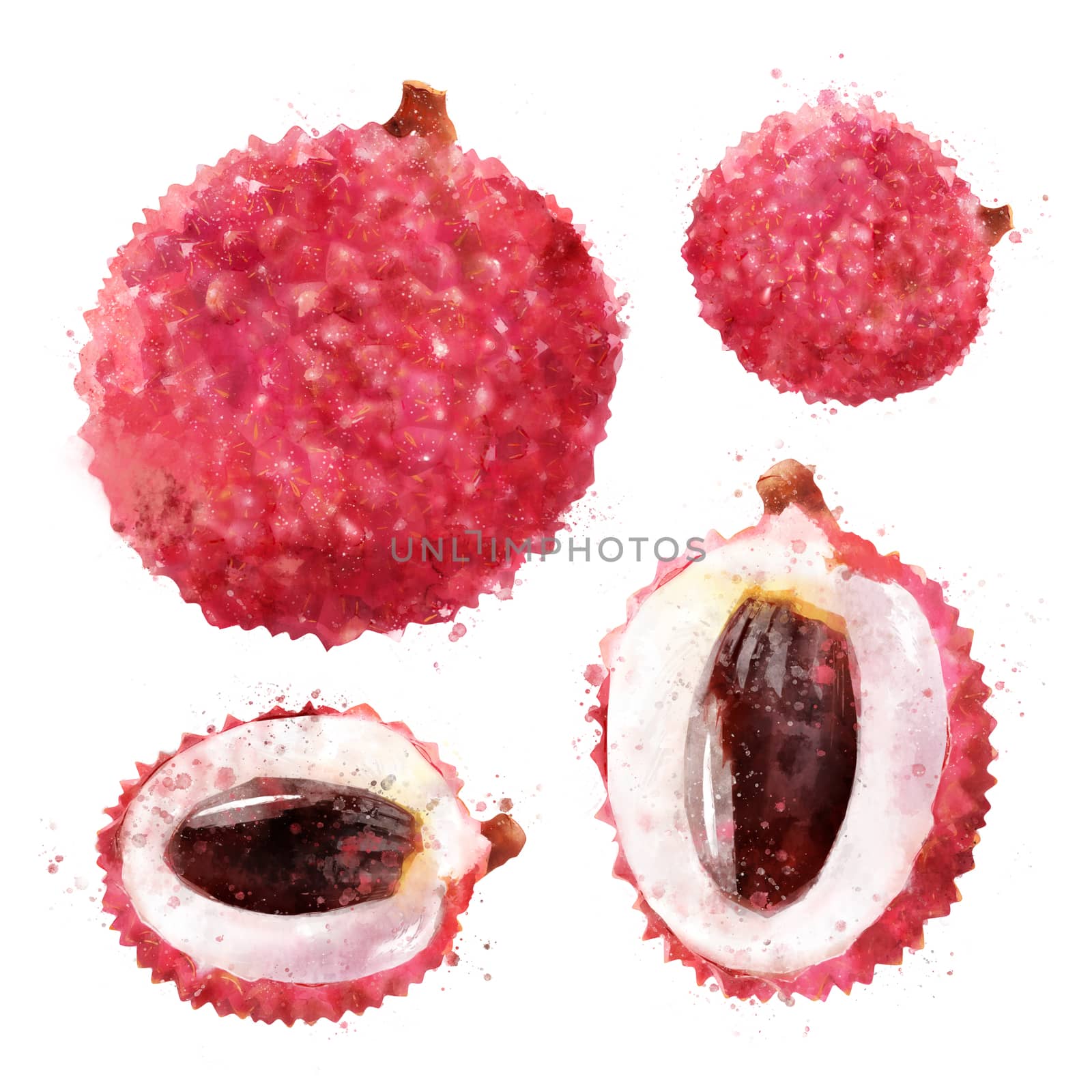 Lichi, isolated hand-painted illustration on a white background