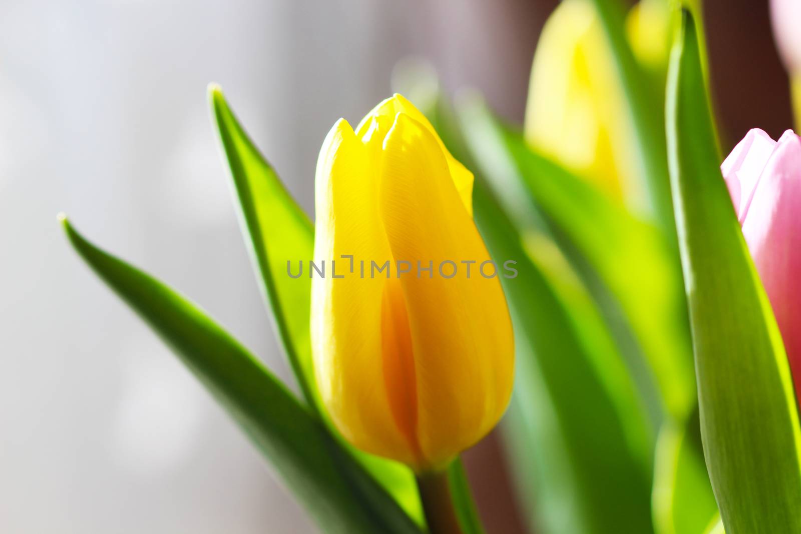 Beautiful Bouquet Pink and Yellow Tulip on Dark Background