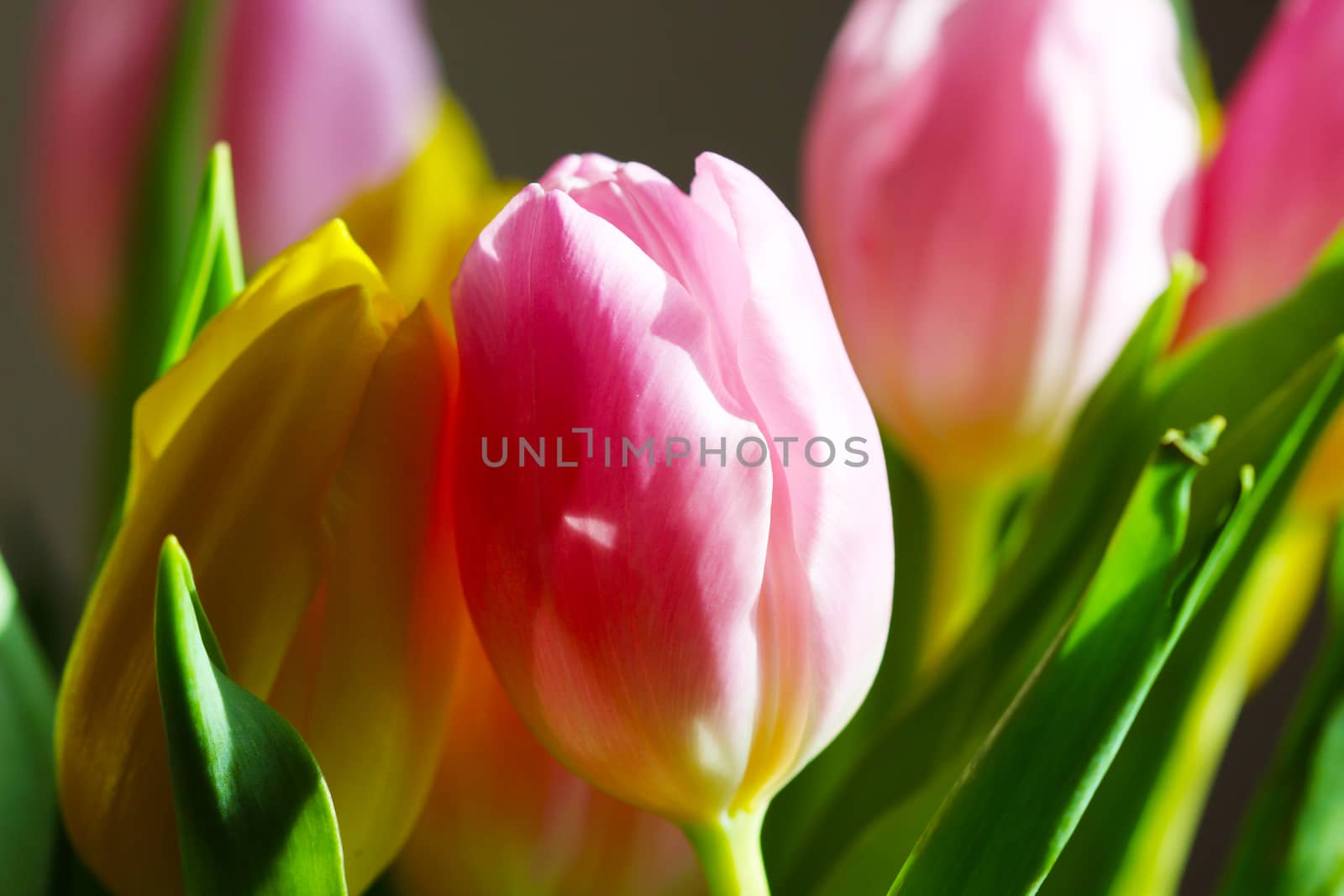 Bouquet Pink and Yellow Tulip by brux