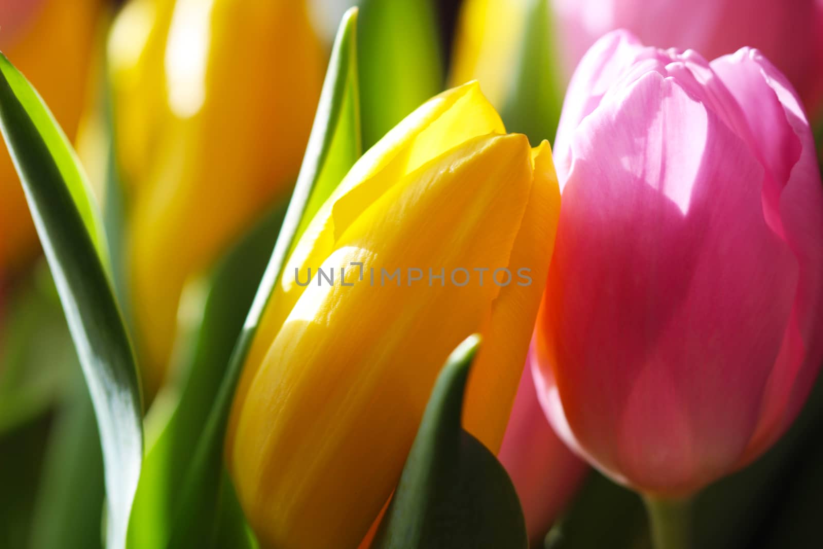 Bouquet Pink and Yellow Tulip by brux