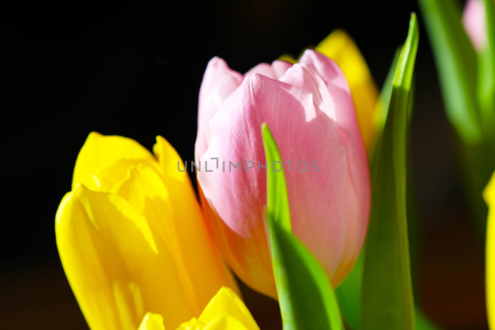 Beautiful Bouquet Pink and Yellow Tulip  by brux