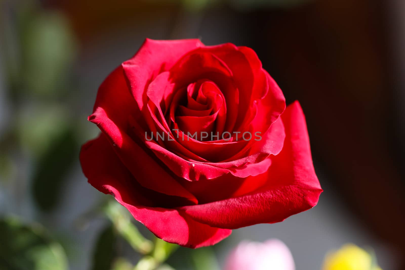 Bright Red Rose Bud in the Ggarden