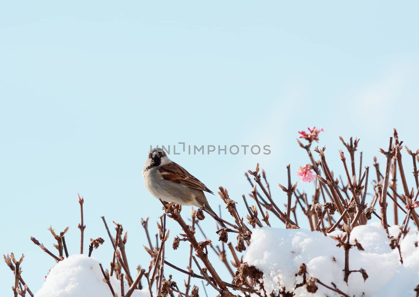 Male house sparrow perches atop a deciduous verbascum bush; pink flowers show among snow