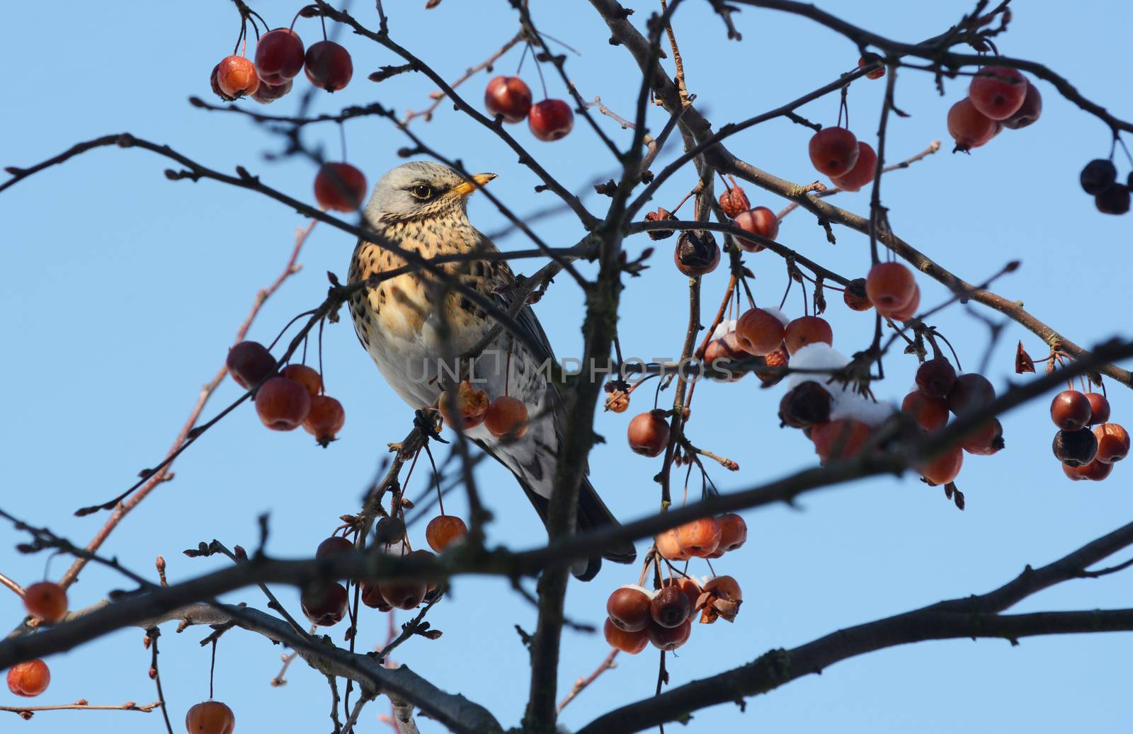 Fieldfare sits among branches of a crab apple tree, with snow-covered fruit. The wild birds flock from the fields to gardens during adverse winter weather. 