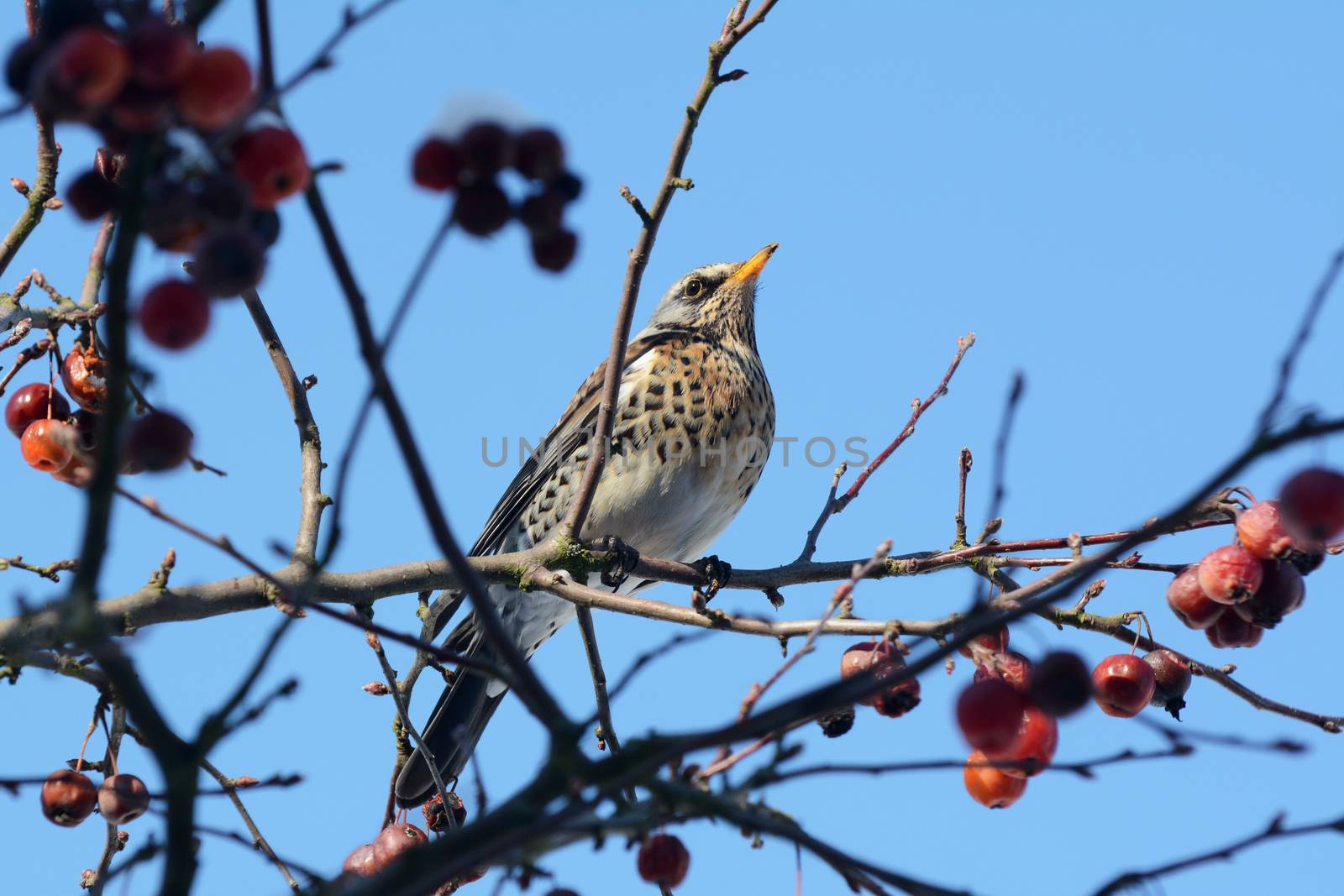 Adult fieldfare perches on branch of crabapple tree in bright sunlight against a blue sky. Usually seen on farmland, the birds come to domestic gardens looking for food.