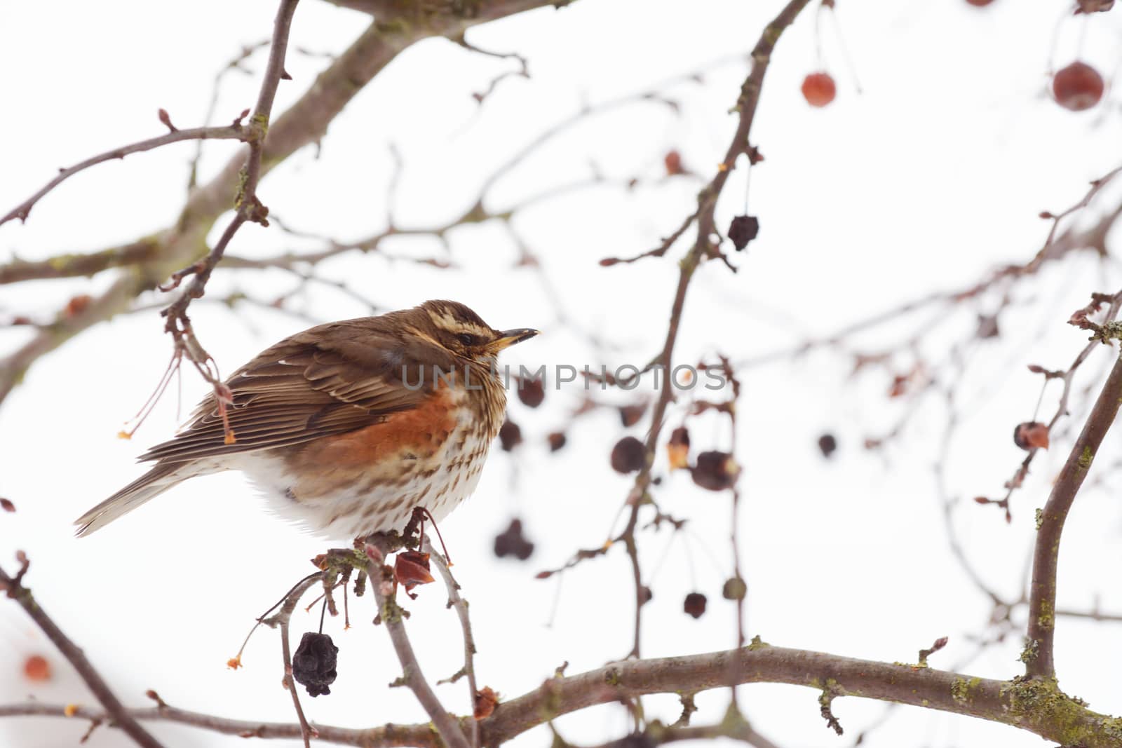 Redwing sitting in a tree fluffs out its distinctive soft plumage to trap warm air in cold winter temperatures