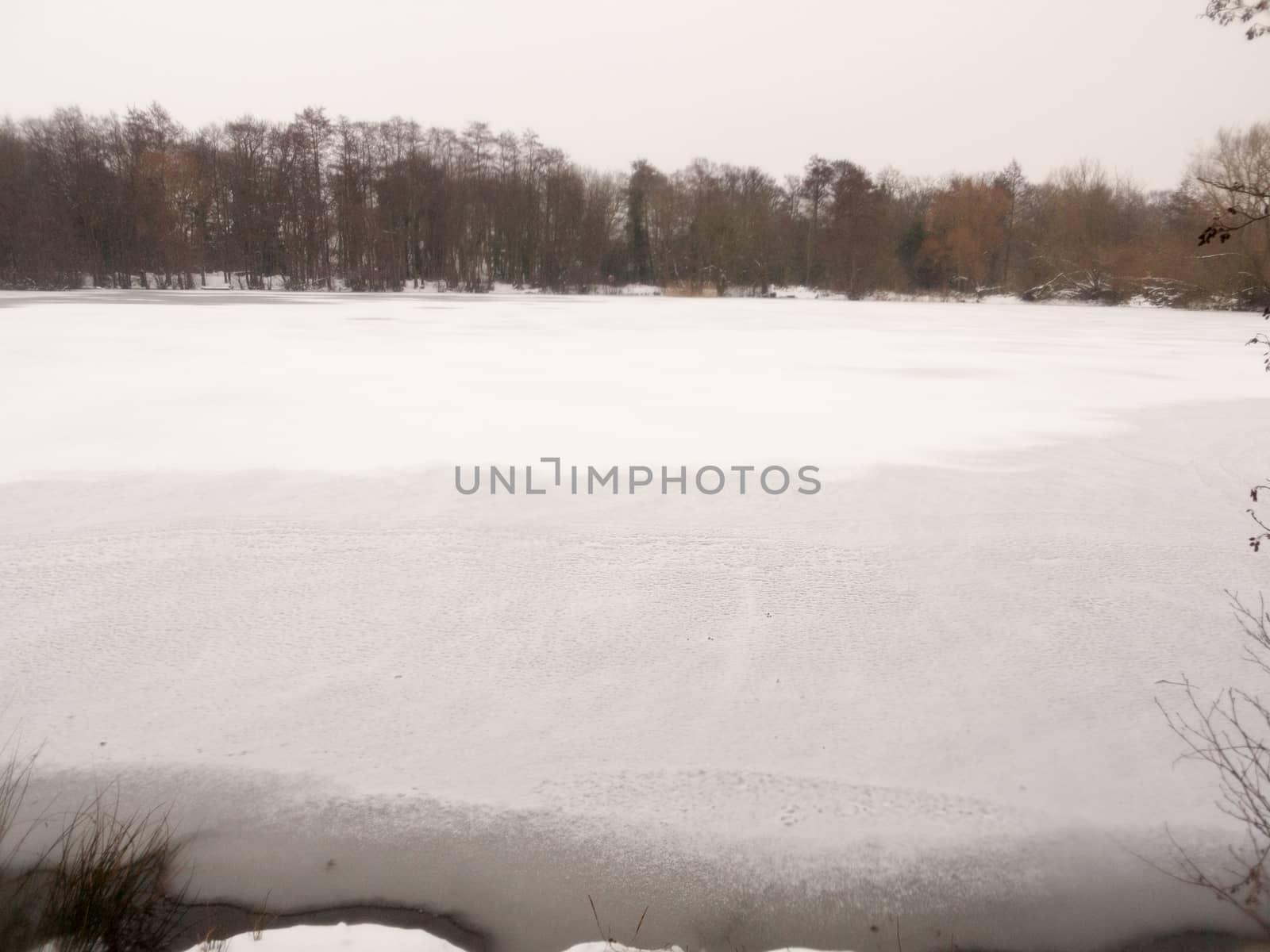 frozen over lake top surface water white snow winter bare trees; essex; england; uk