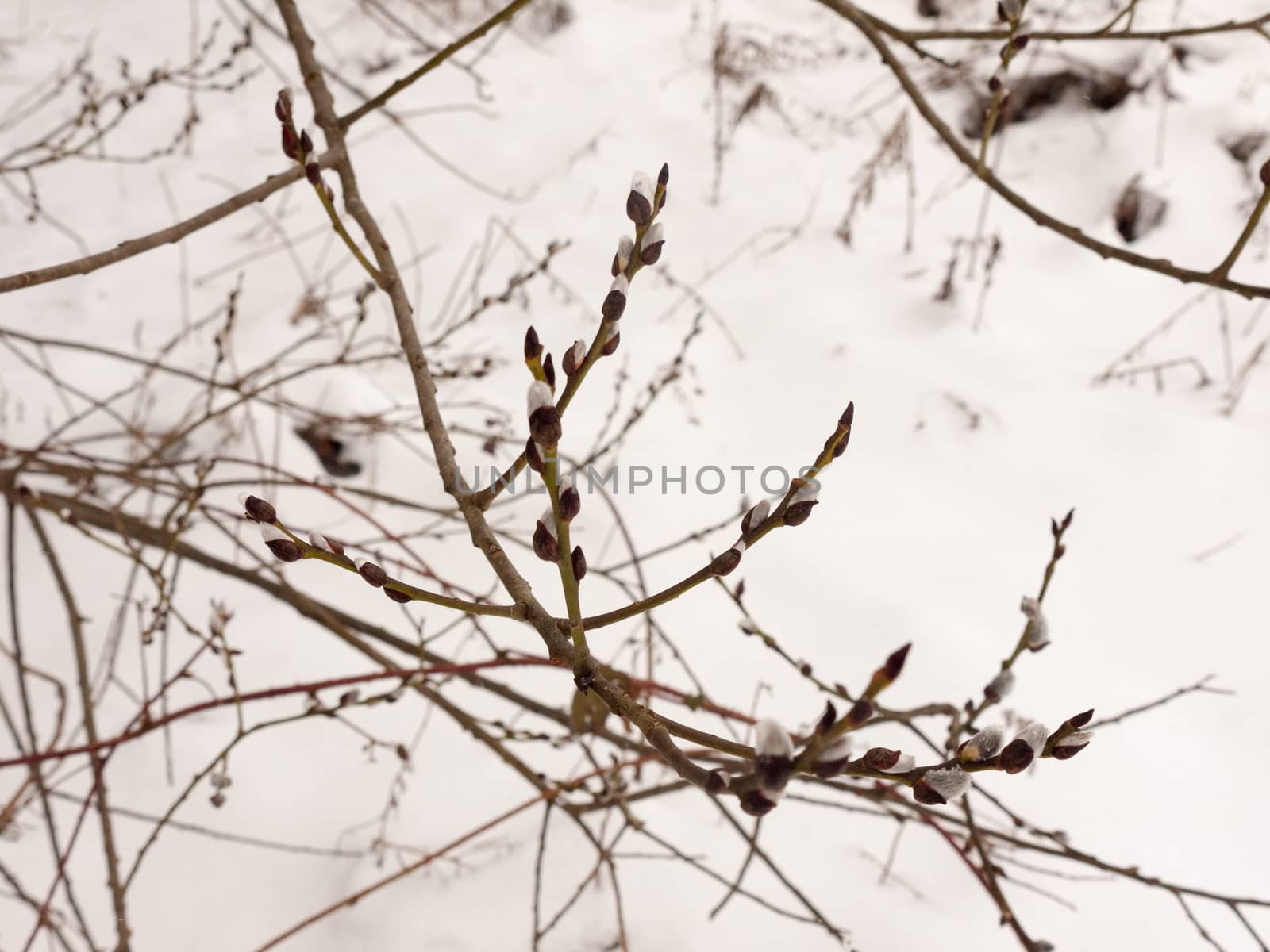 hanging small buds on tree outside branches winter snow ; essex; england; uk