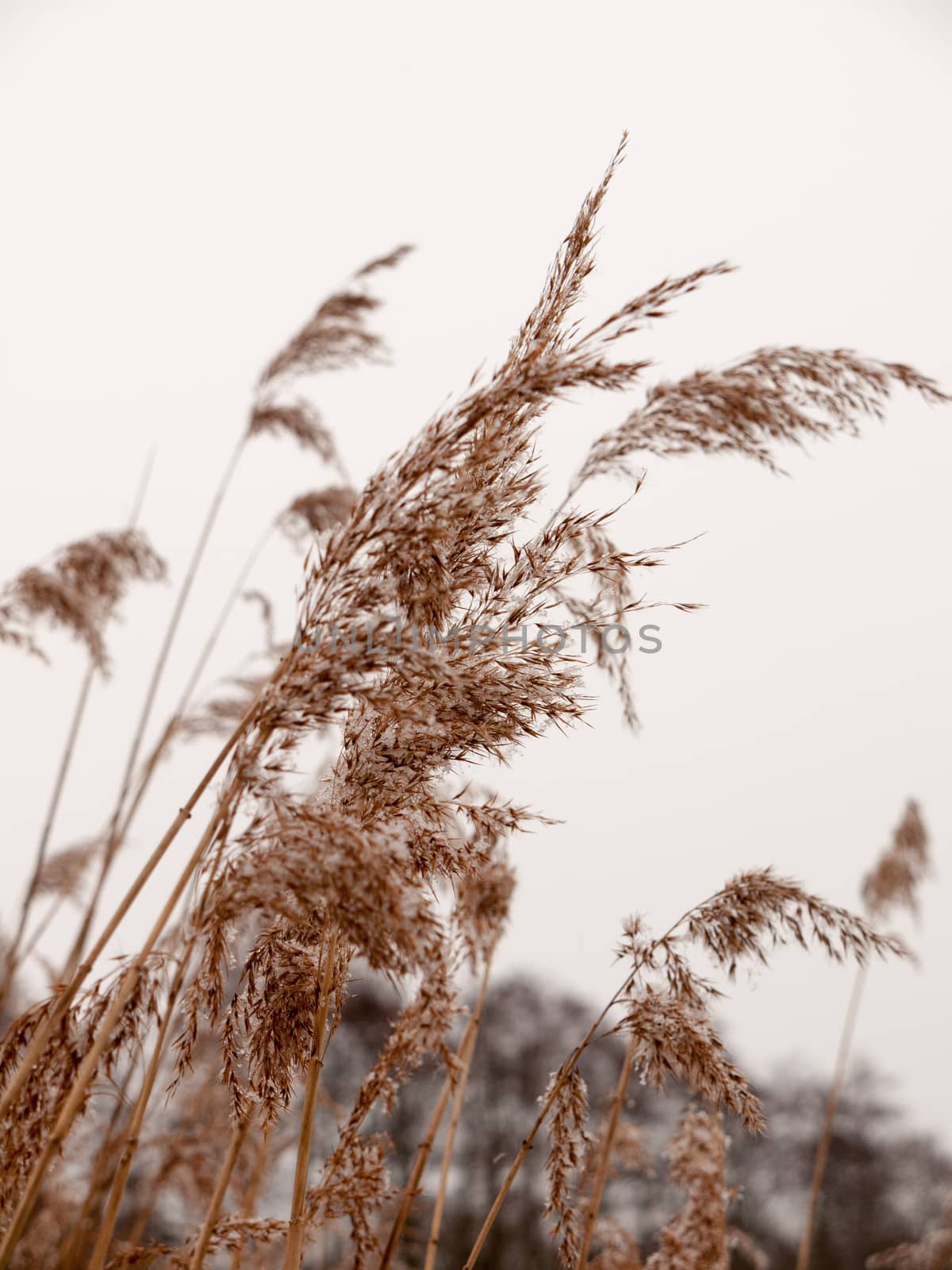 reeds outside with white sky snow background nature winter close up; essex; england; uk