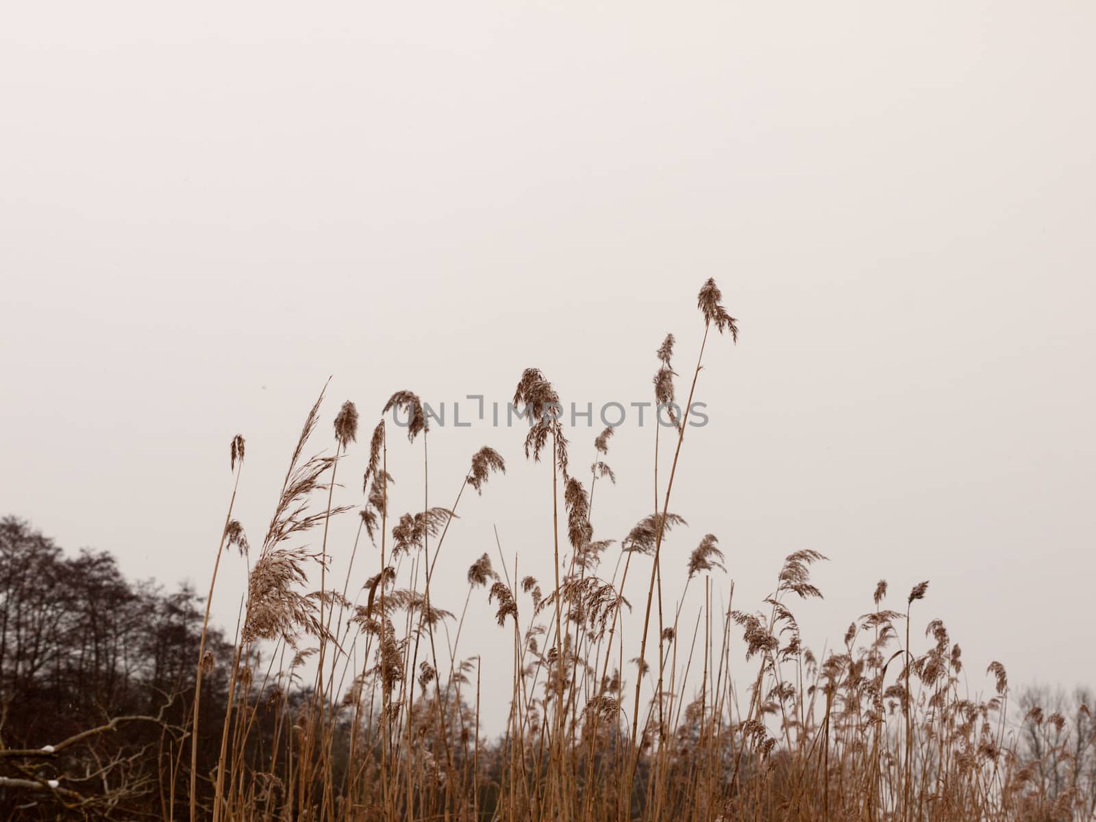 reeds outside with white sky snow background nature winter; essex; england; uk