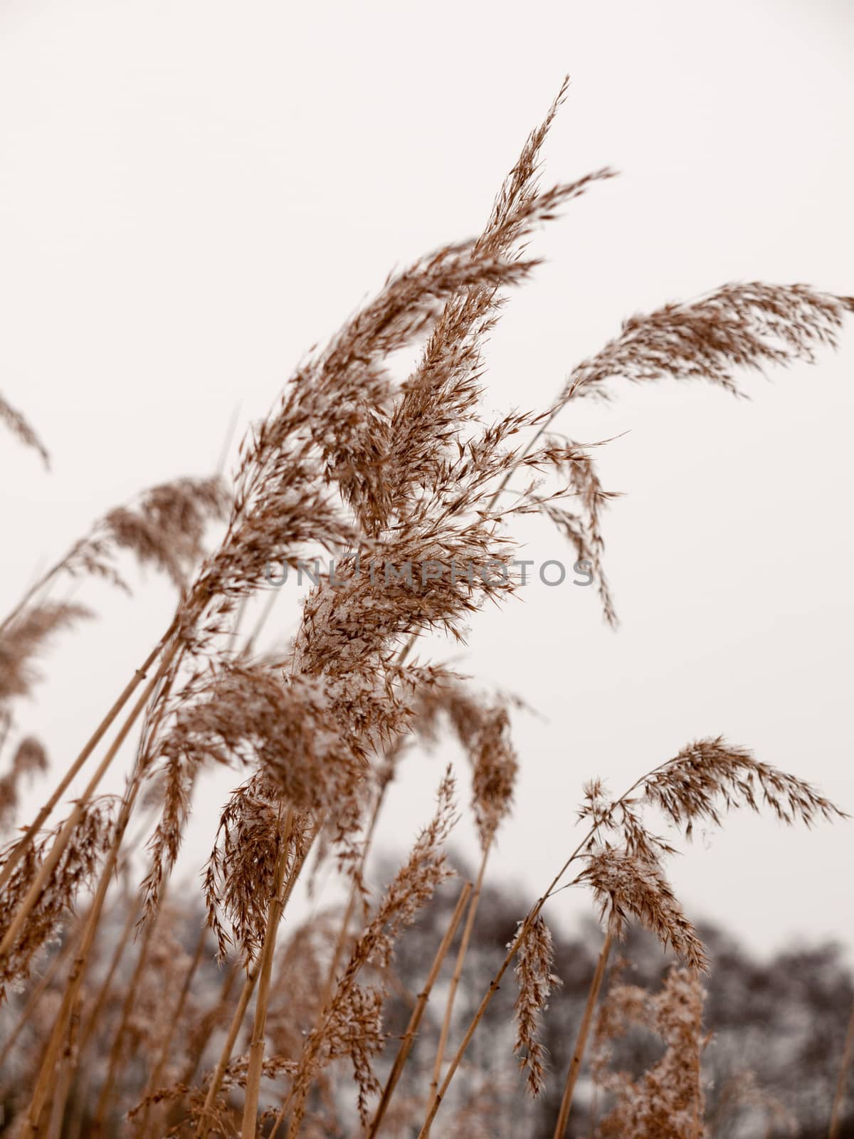 reeds outside with white sky snow background nature winter close up; essex; england; uk