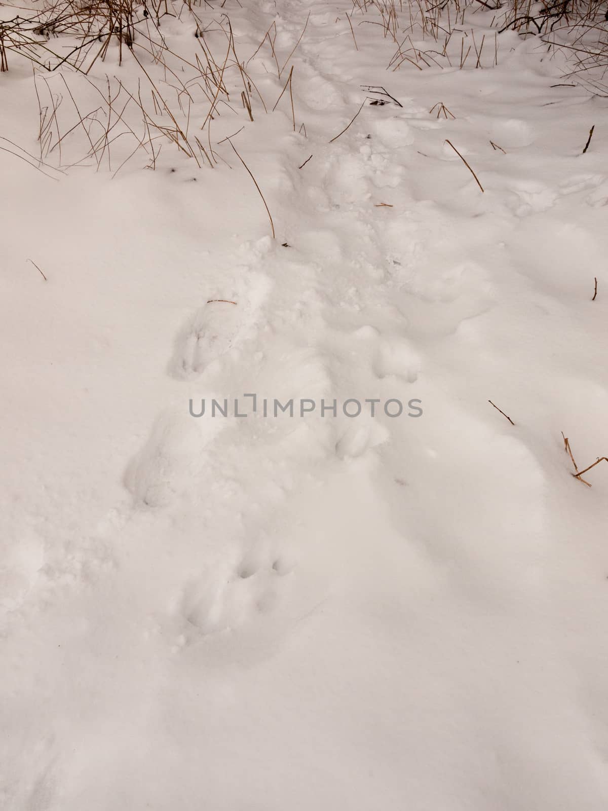 snow background texture floor path with tracks trail foot prints marks; essex; england; uk