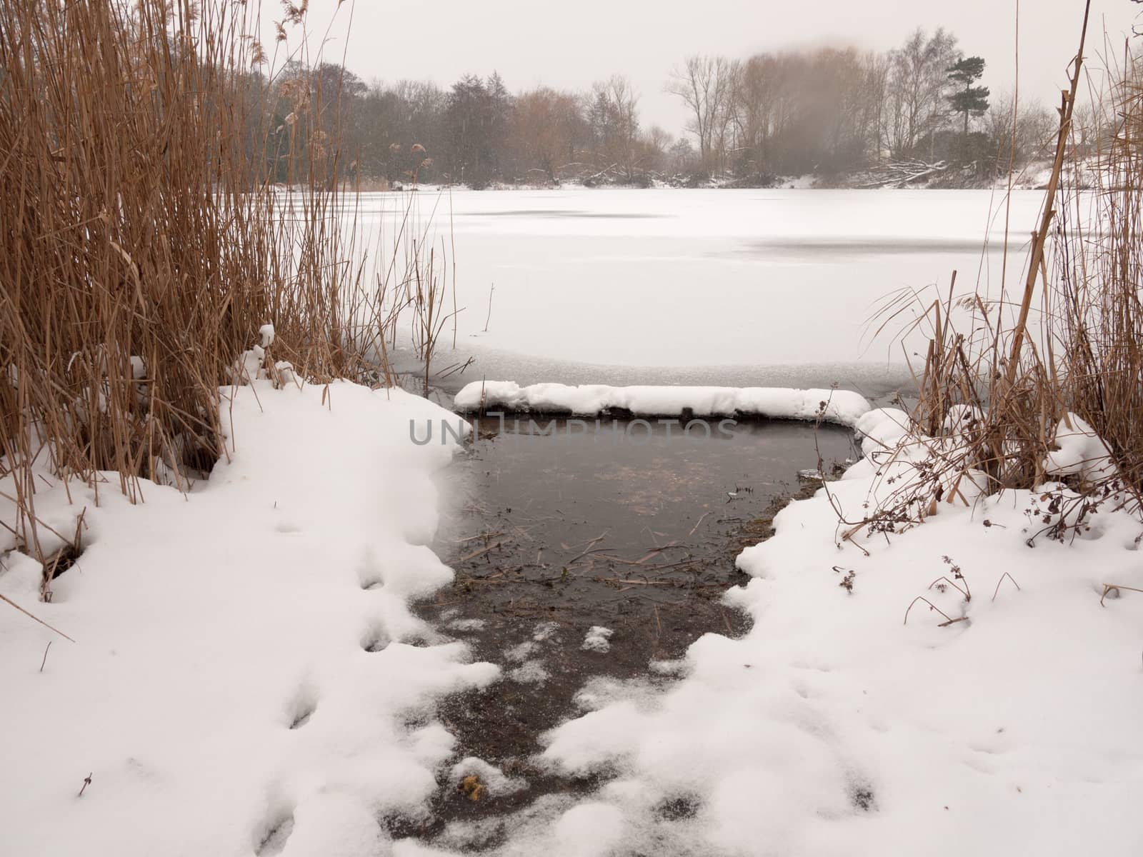 frozen lake surface winter snow trees reeds water; essex; england; uk