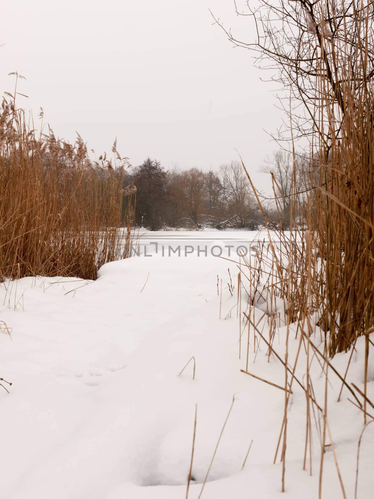 snow covered pontoon near lake with reeds frozen winter day; essex; england; uk