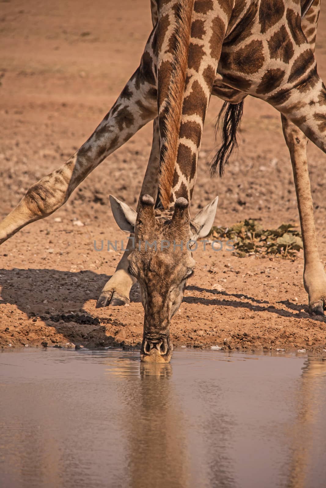 A lone Giraffe drinking at a waterhole in the Kgalagadi Trans-frontier Park, South Africa