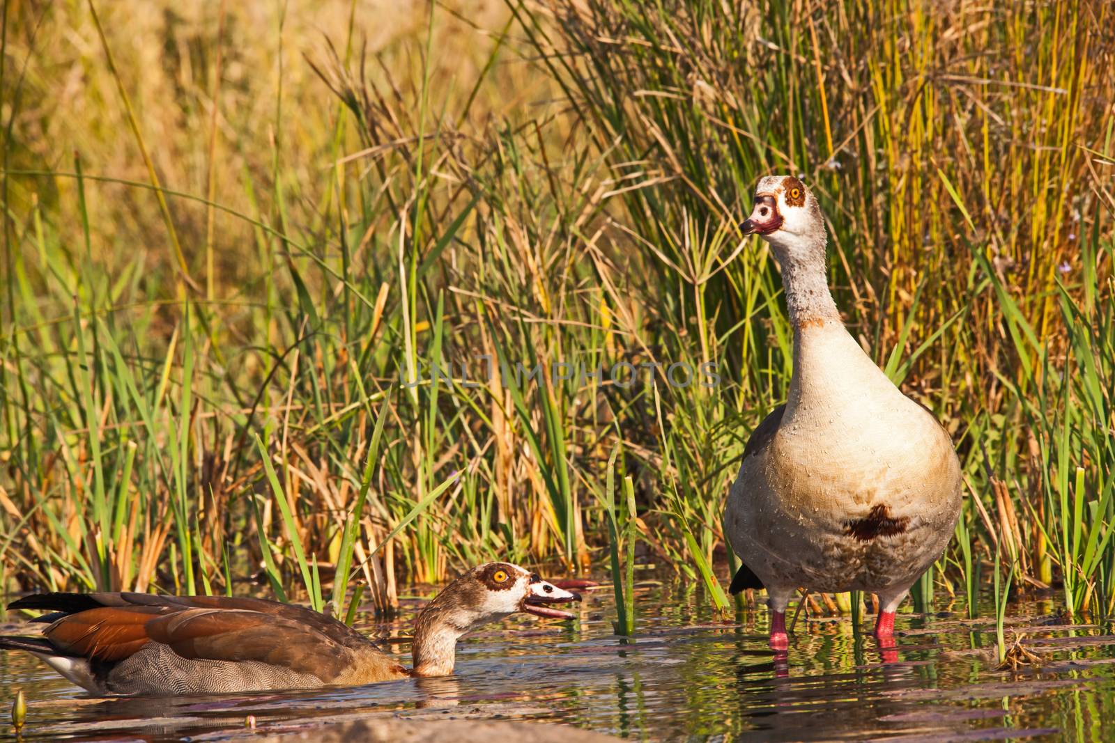 Pair of Egyptian Goose (Alopochen aegyptiacca) by kobus_peche