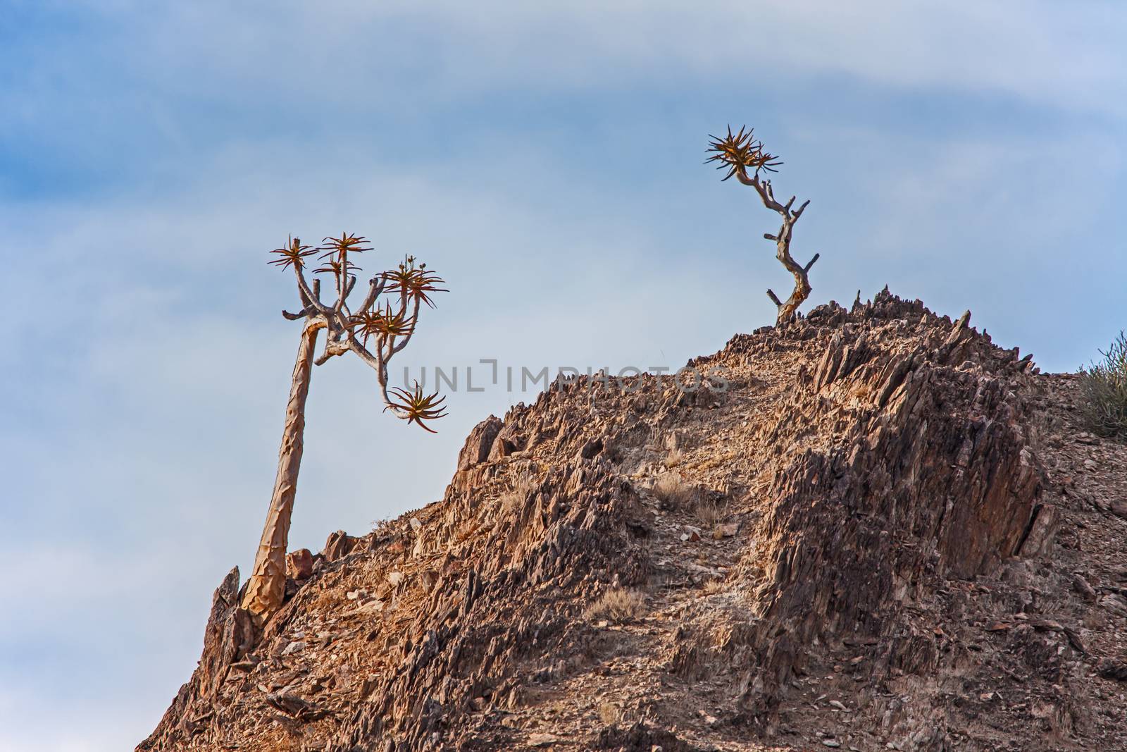 The endangered Giant Quiver tree Aloidendron pillansii photographed in the Richtersveld National Park South Africa.