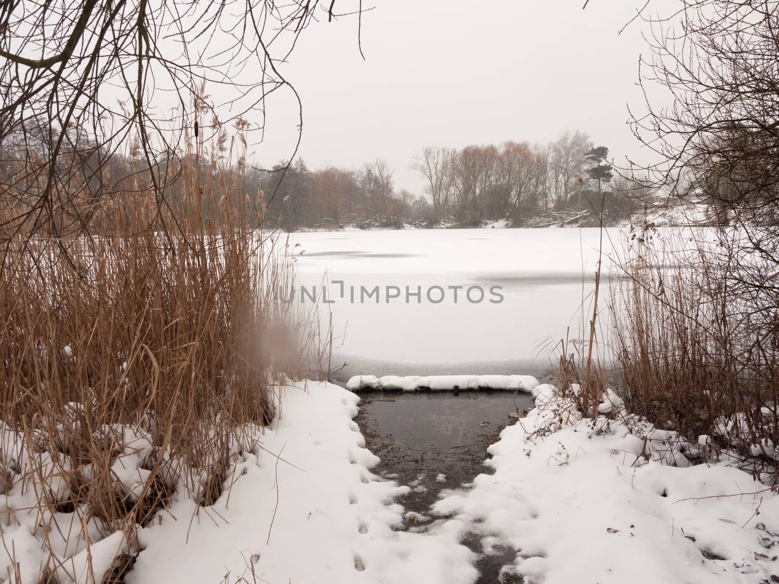 frozen lake surface winter snow trees reeds water; essex; england; uk