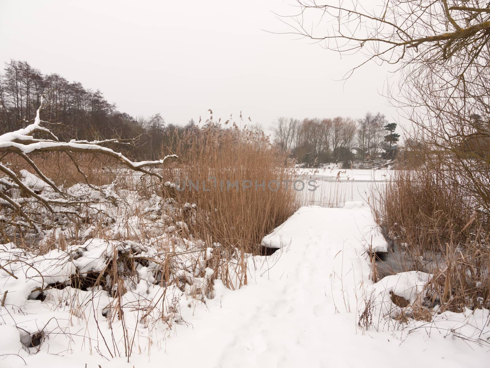 snow covered pontoon near lake with reeds frozen winter day; essex; england; uk