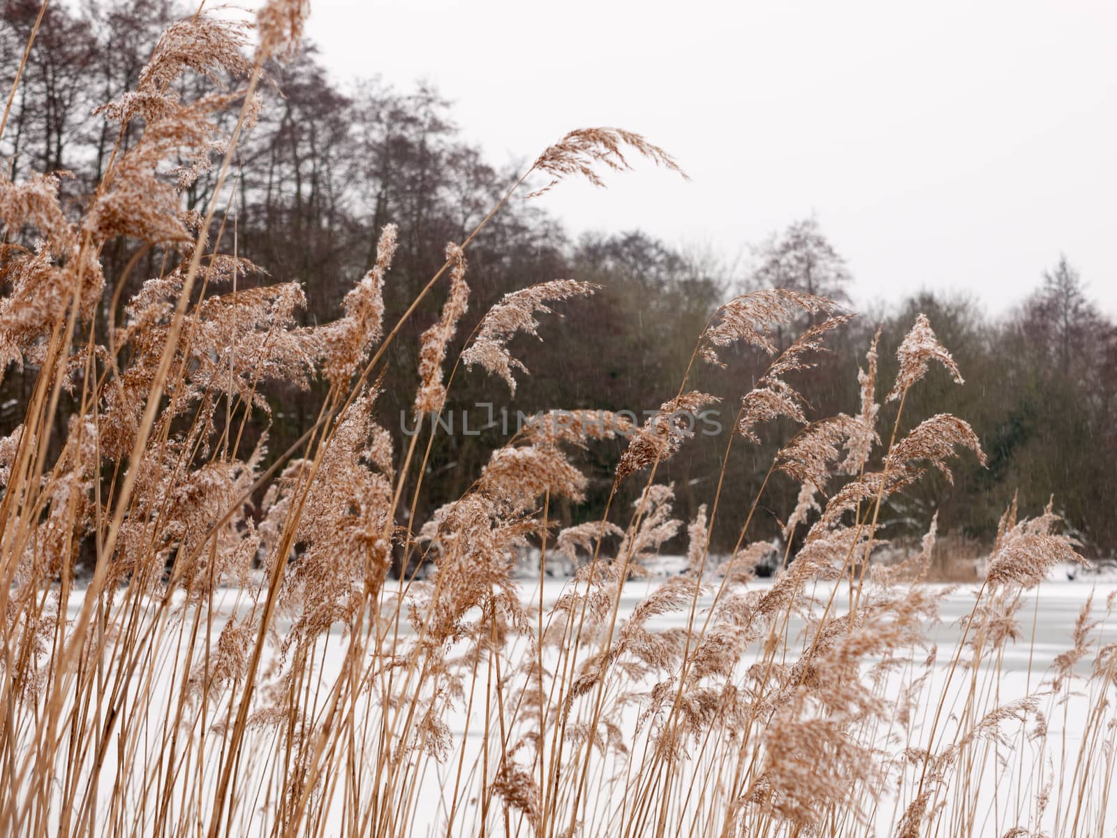 reeds outside with white sky snow background nature winter; essex; england; uk