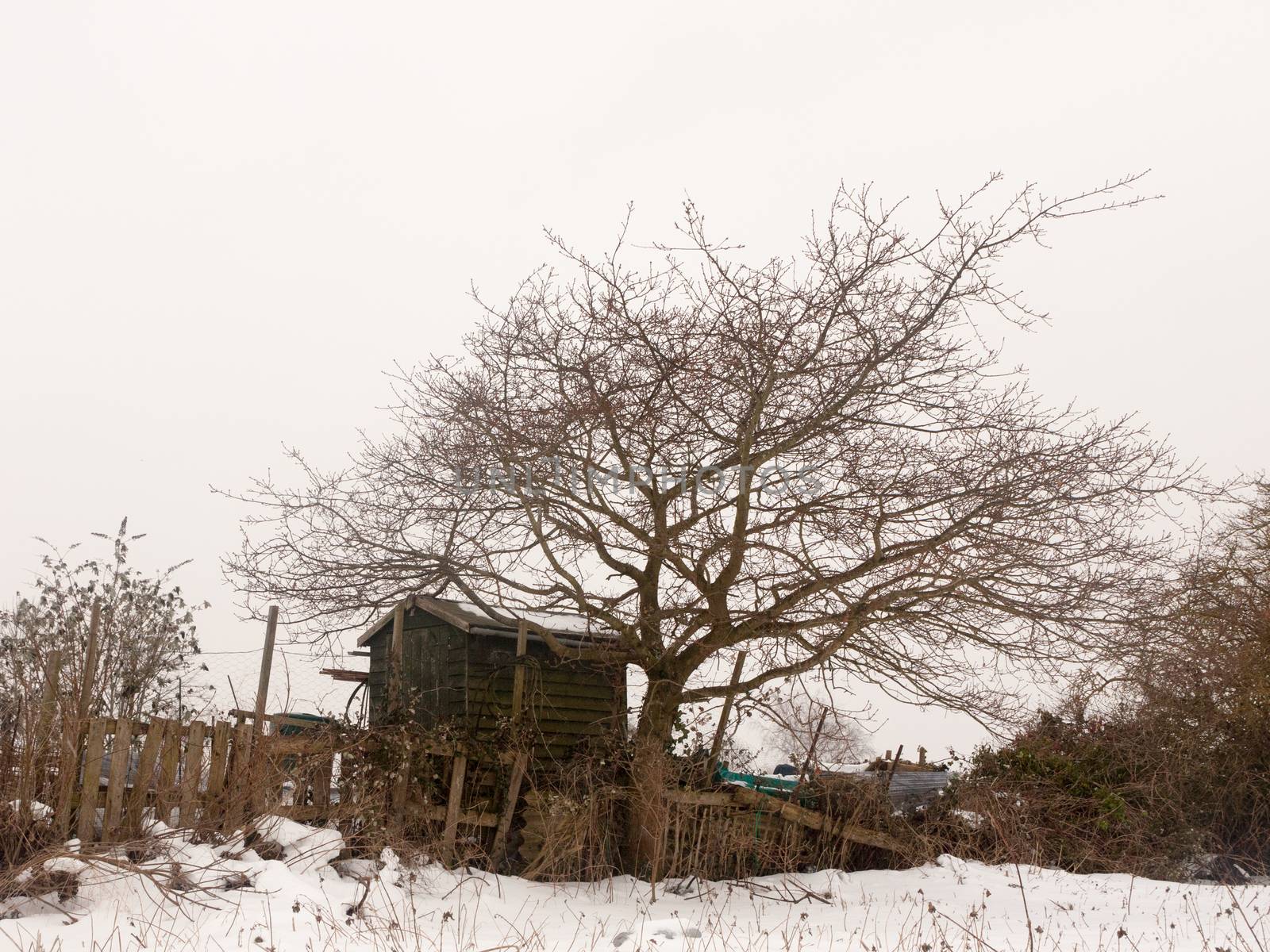 small wooden shed tree winter snow field outside white sky nature background; essex; england; uk