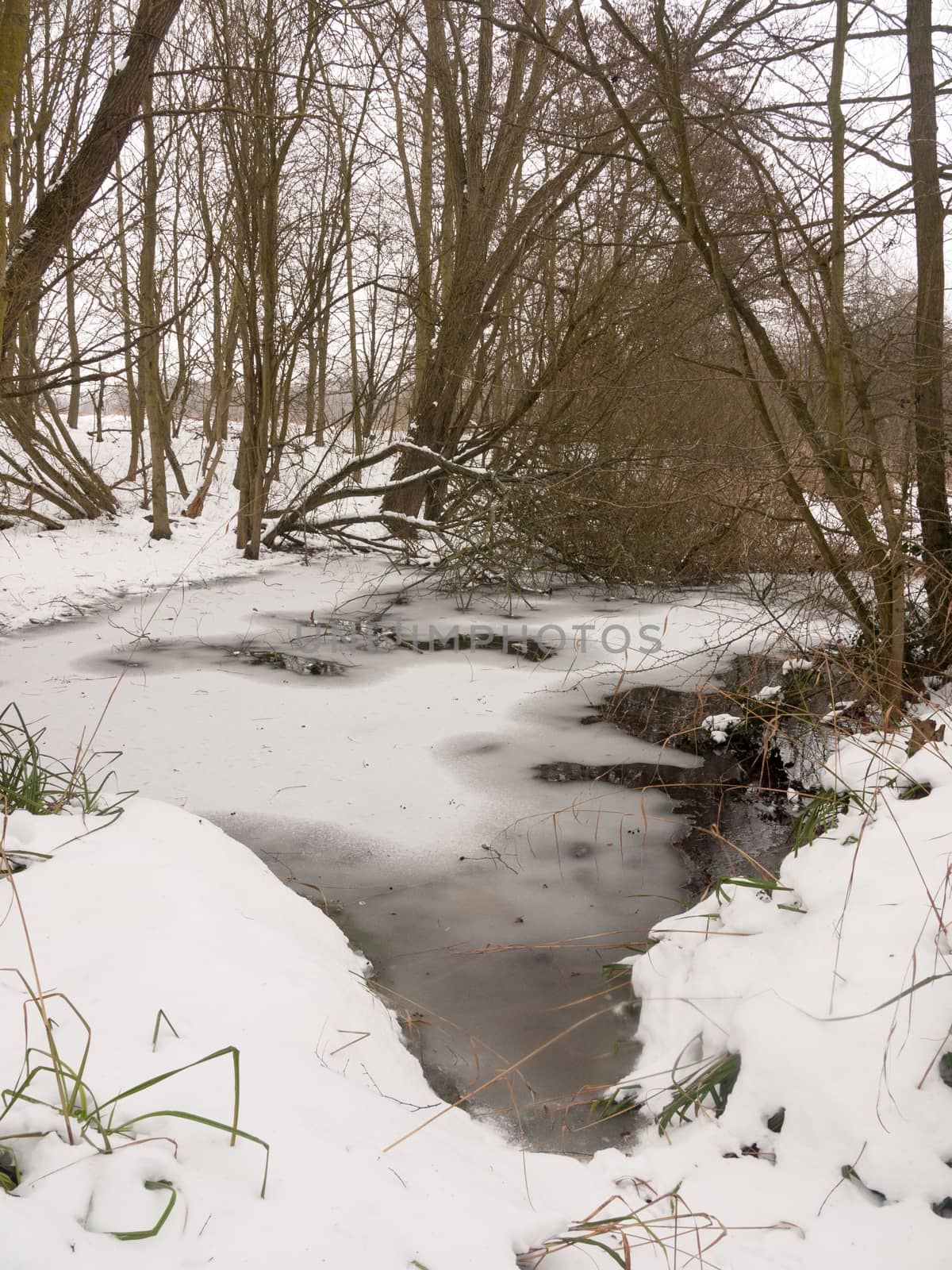 frozen lagoon of water lake surface snow woods bare trees; essex; england; uk