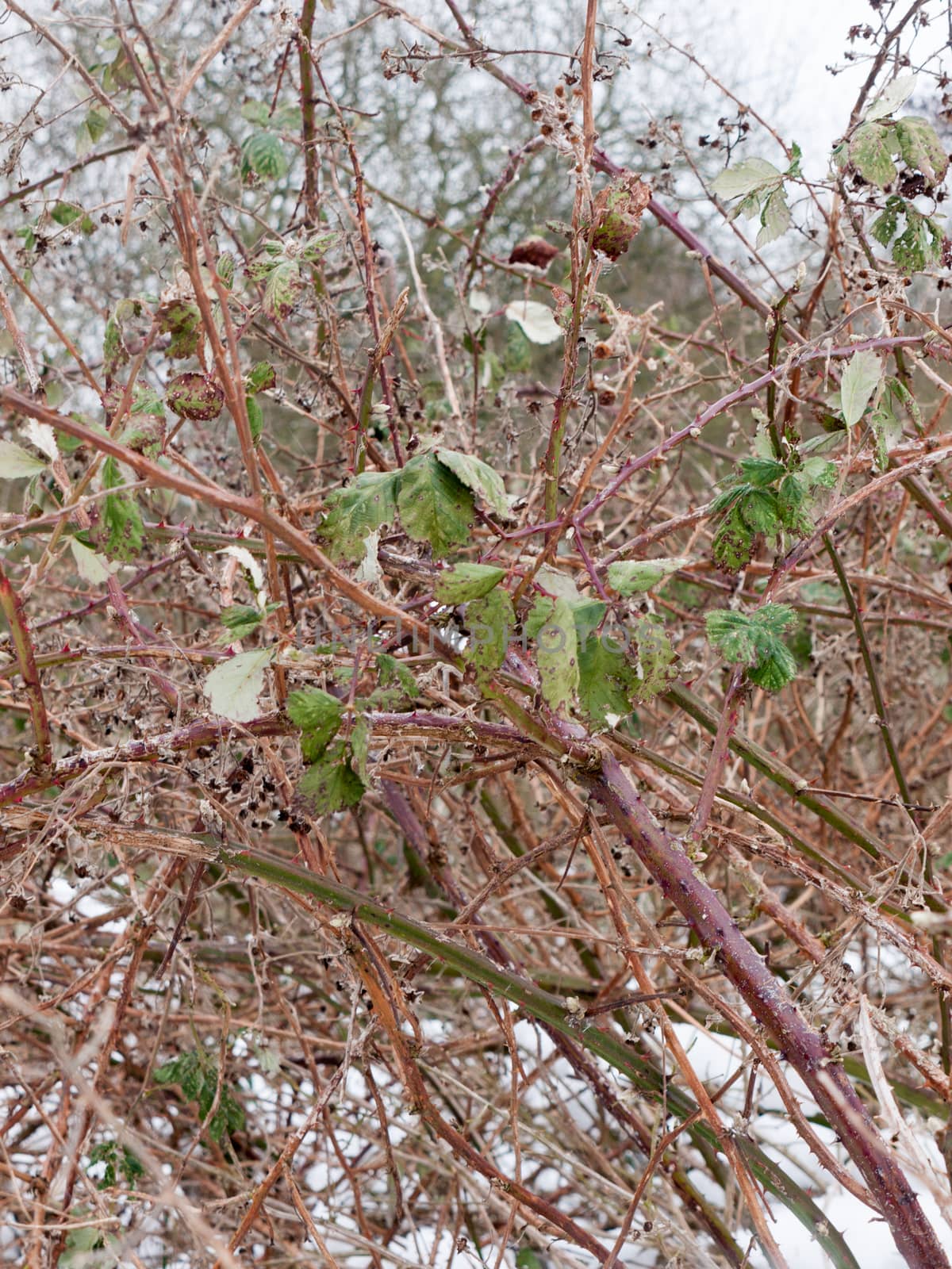 close up of branches thorny foliage winter cold ; essex; england; uk