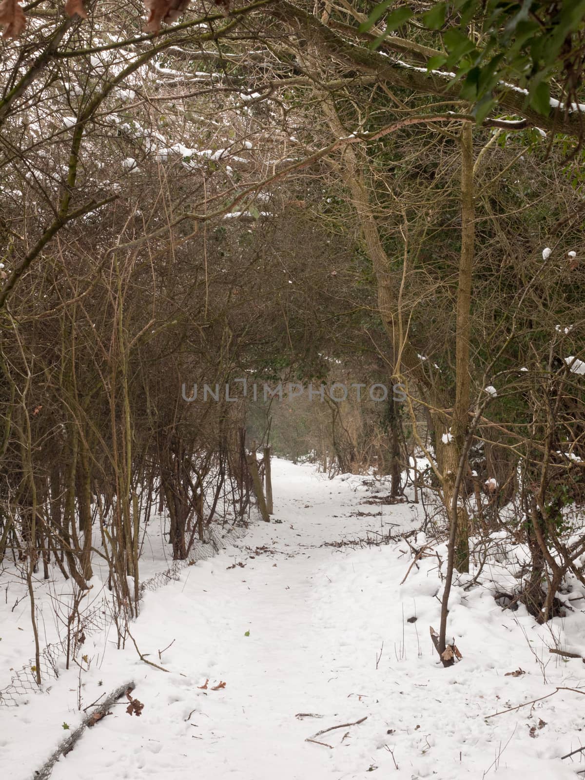 snow covered walkway through forest outside nature winter cold ; essex; england; uk