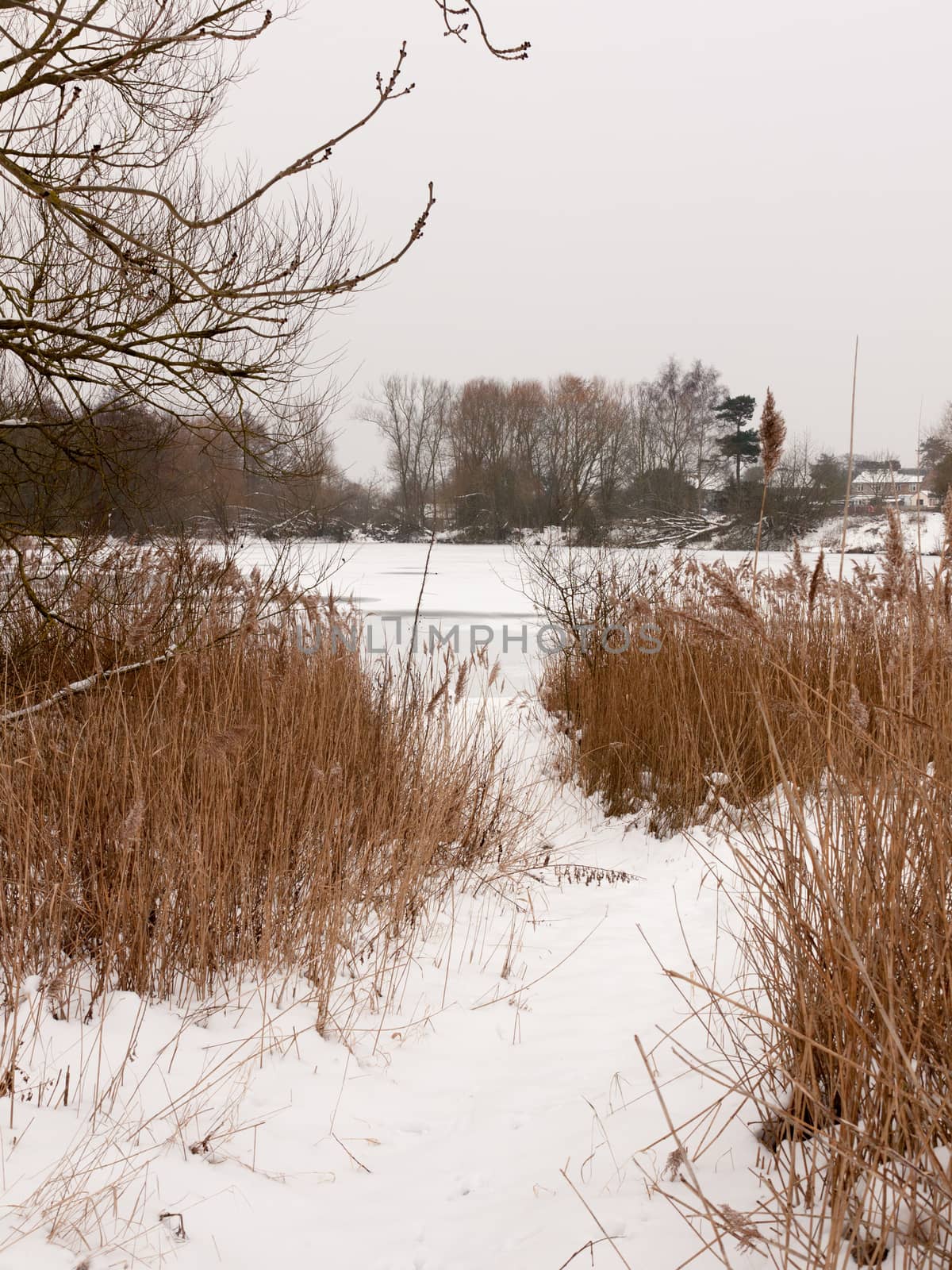 snow covered pontoon near lake with reeds frozen winter day; essex; england; uk