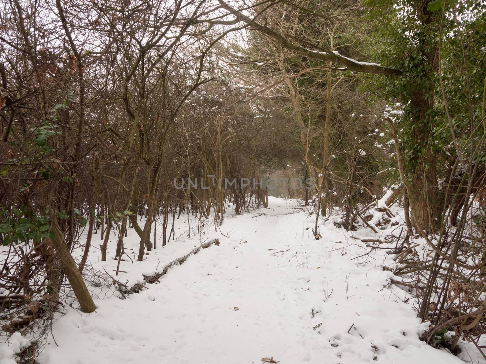 snow covered walkway through forest outside nature winter cold ; essex; england; uk