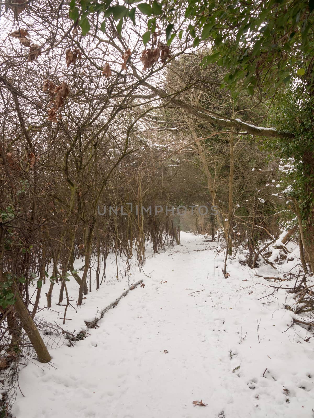 snow covered walkway through forest outside nature winter cold ; essex; england; uk