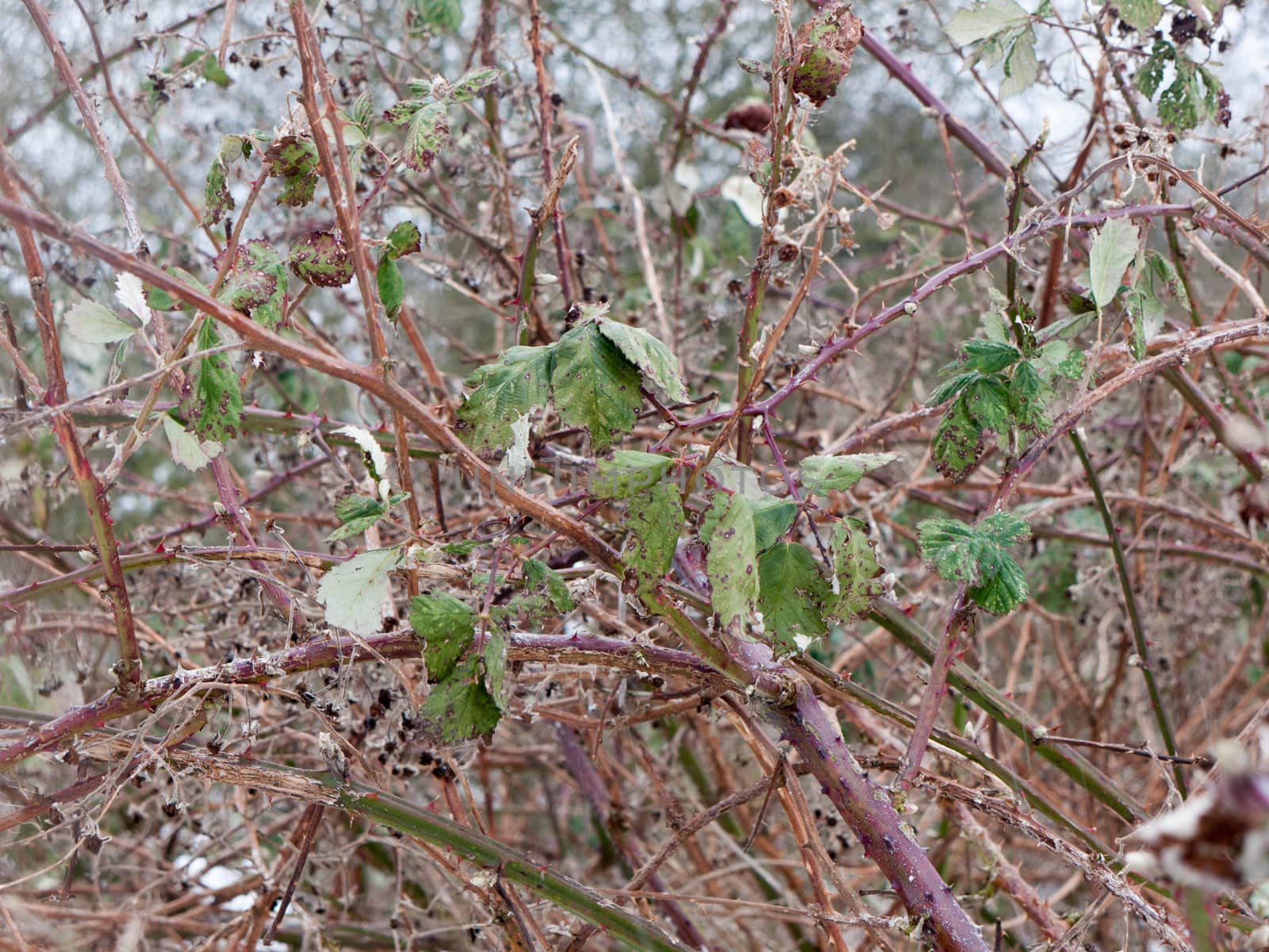 close up of branches thorny foliage winter cold ; essex; england; uk