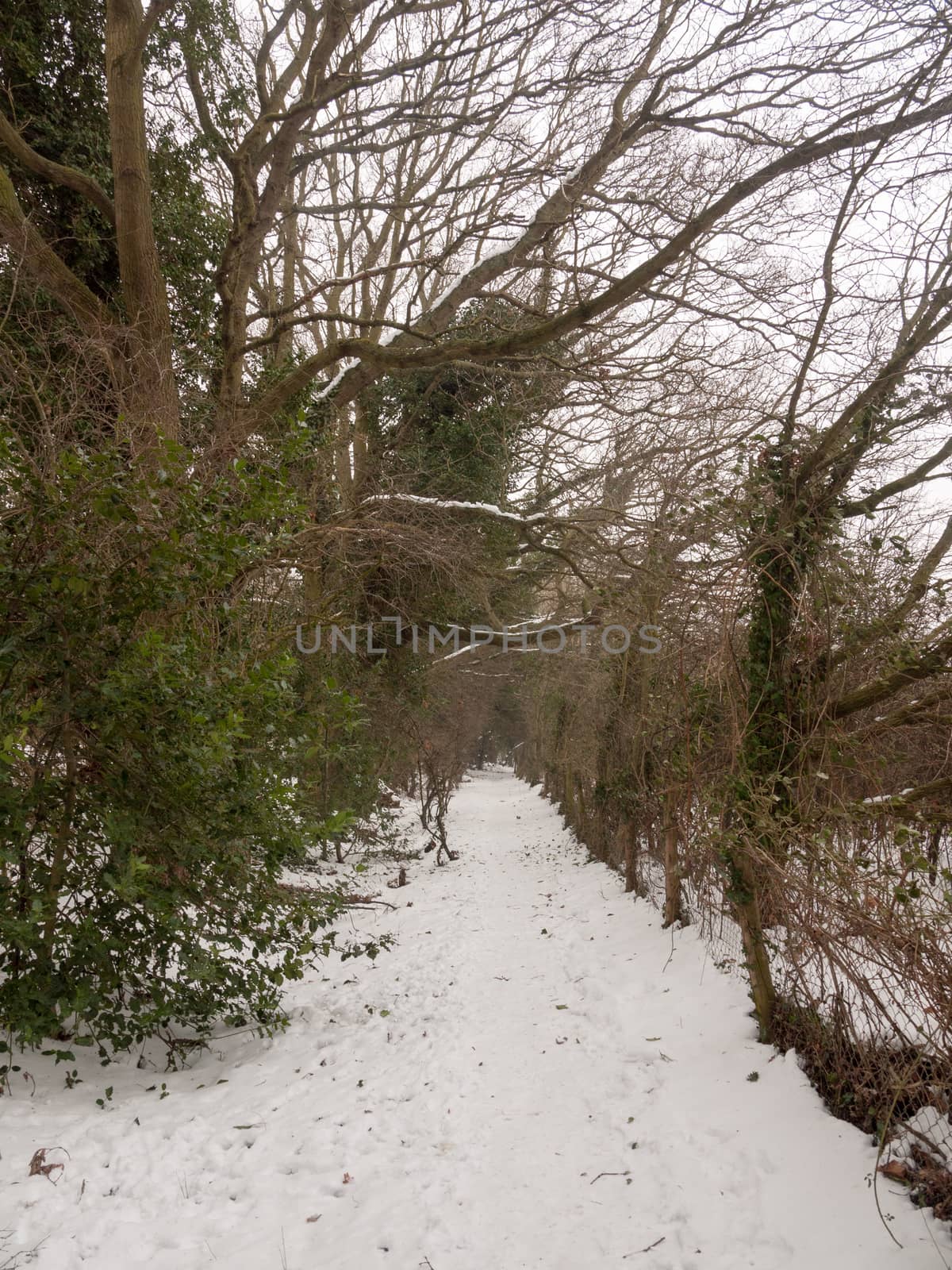 snow covered walkway through forest outside nature winter cold ; essex; england; uk