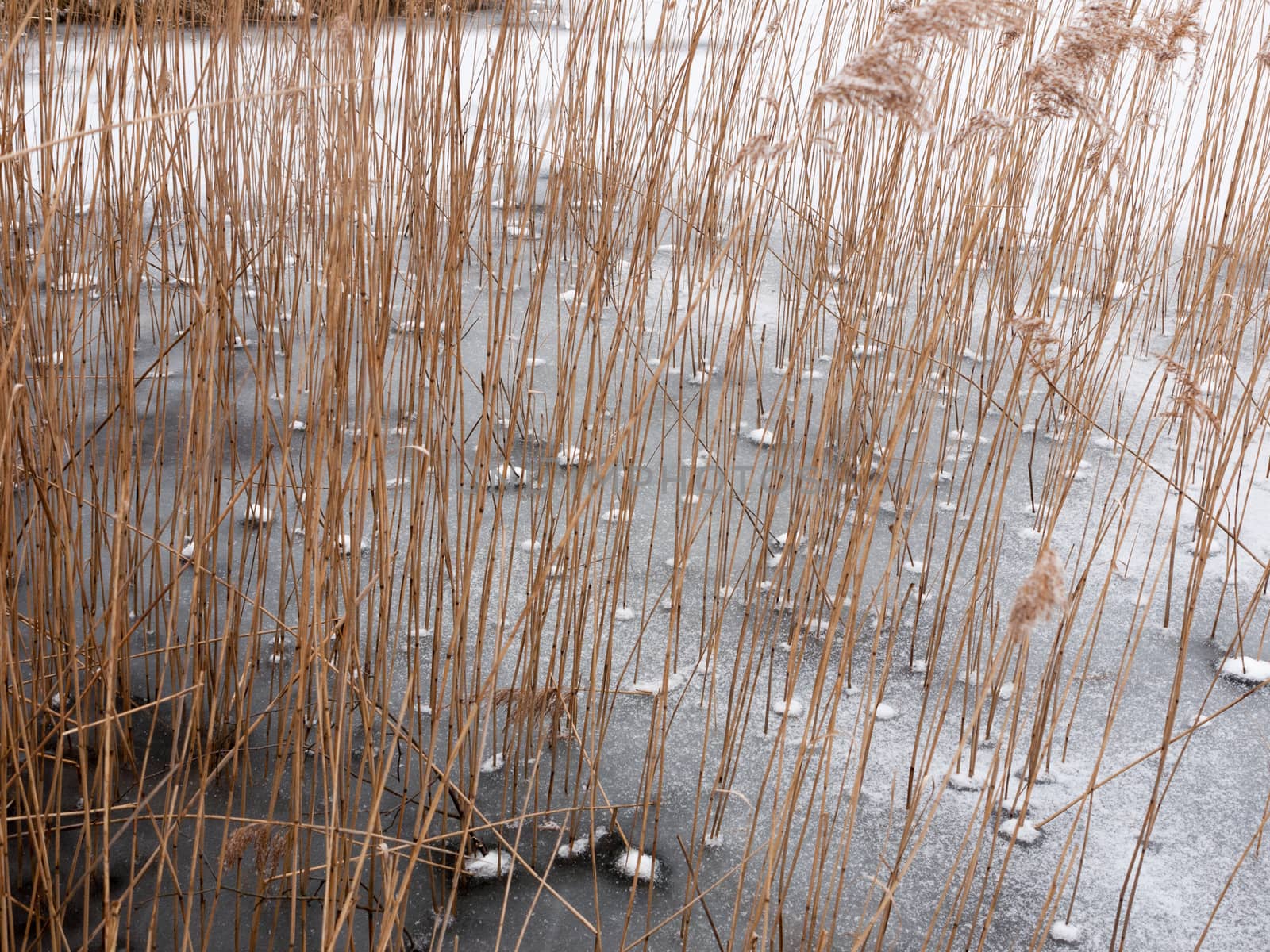 reeds standing frozen lake water surface outside nature winter ; essex; england; ukcold