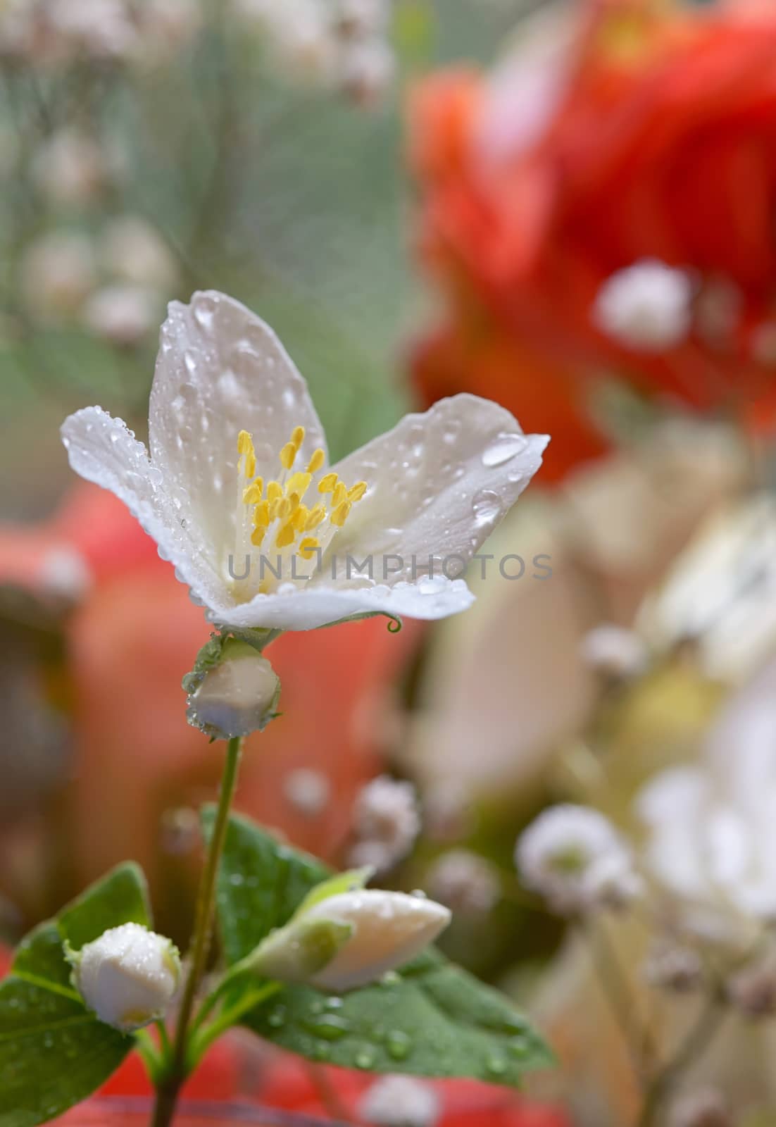 White jasmine flower and drops by mady70