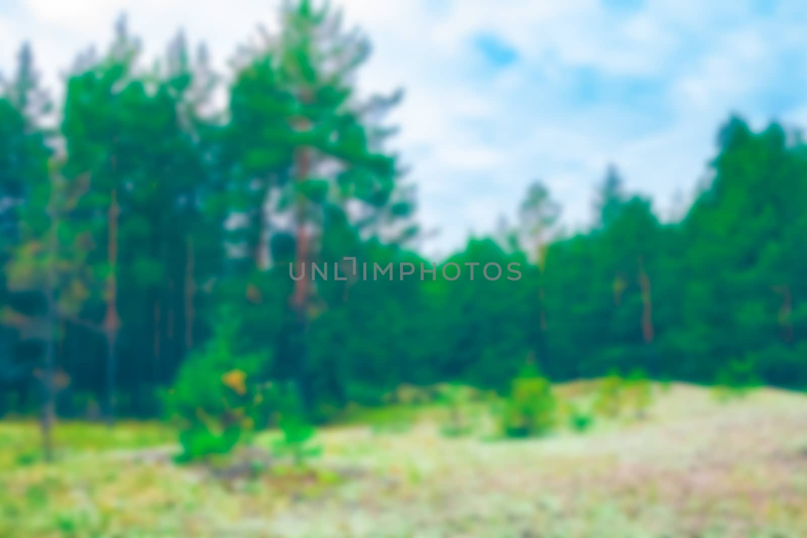 Green pine forest - soft lens bokeh image. Defocused background
