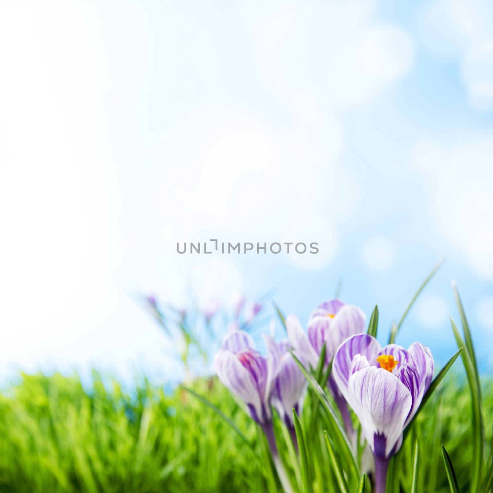 Crocus flowers in fresh spring grass under blue sky