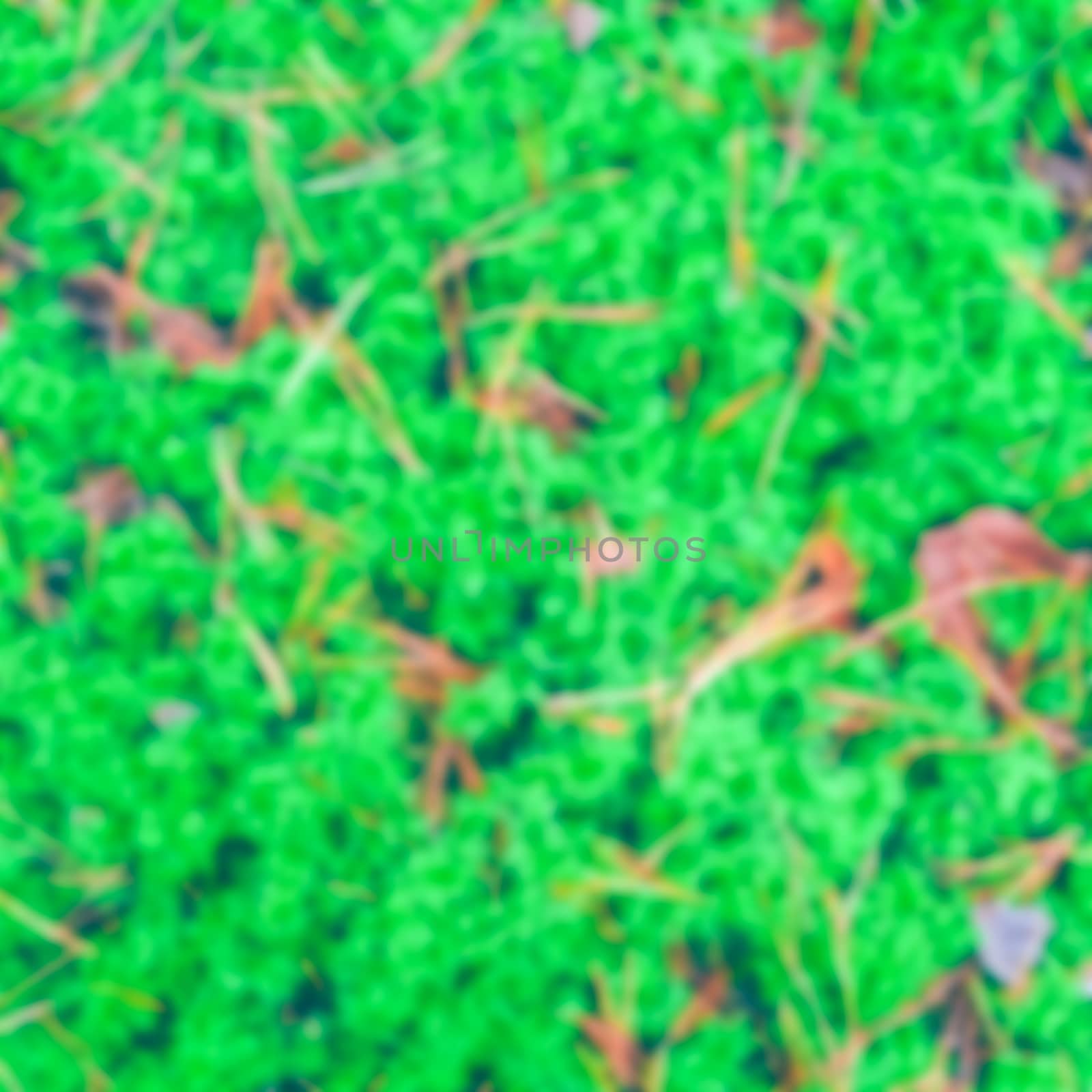 Green moss - soft lens bokeh image. Defocused background