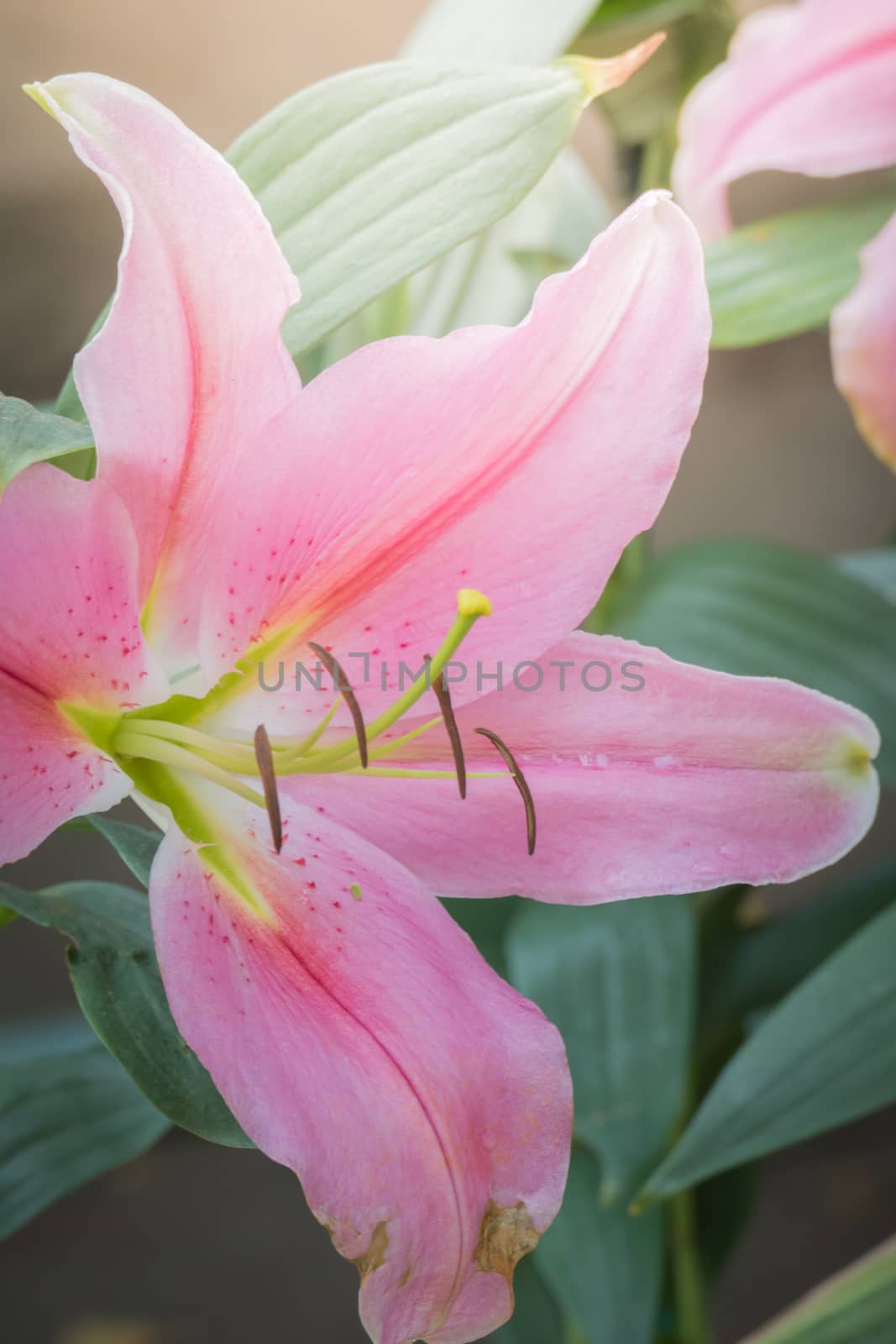 The background image of the colorful flowers, background nature