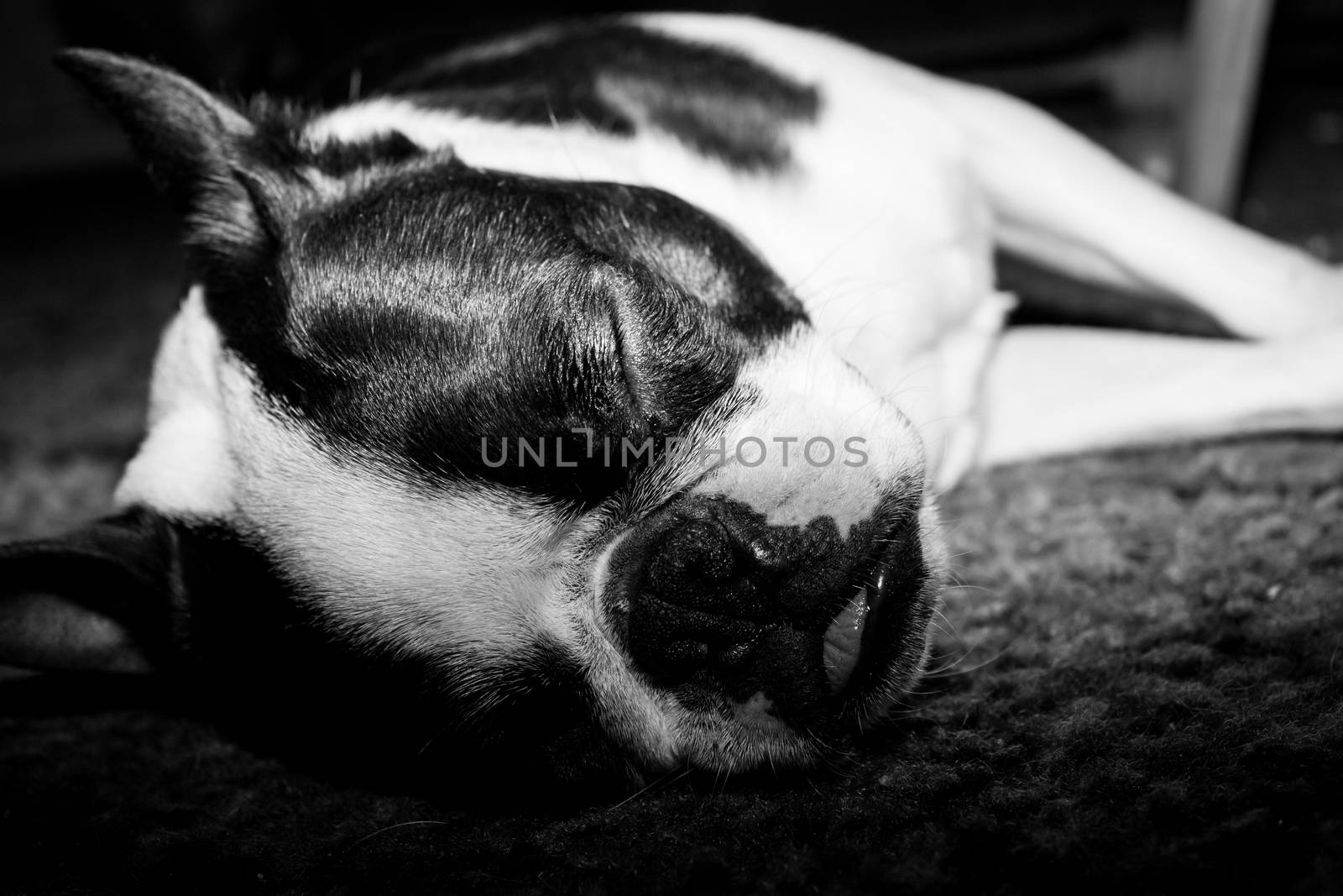 Sleeping Boston Terrier puppy laying on it's side in peaceful slumber