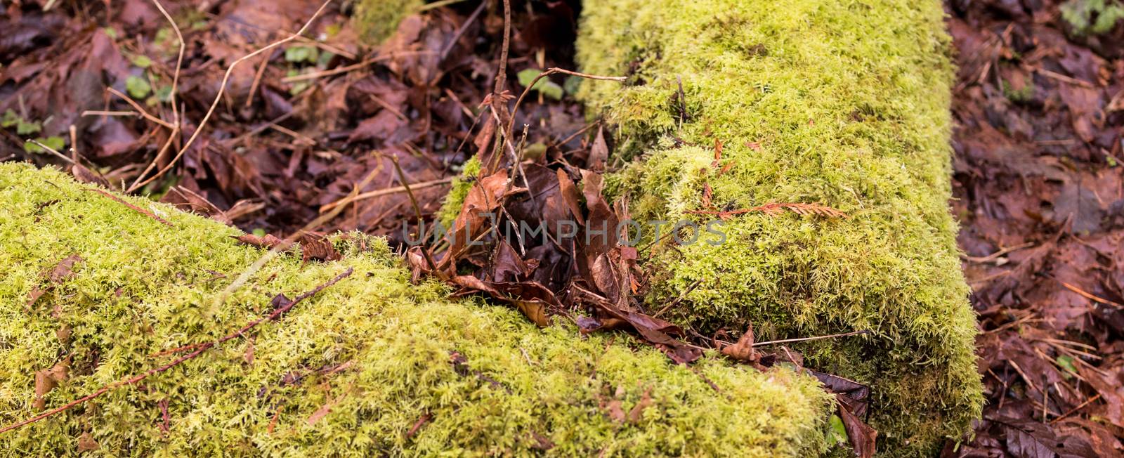 Moss covered fallen logs with brown decaying fallen leaves surrounding